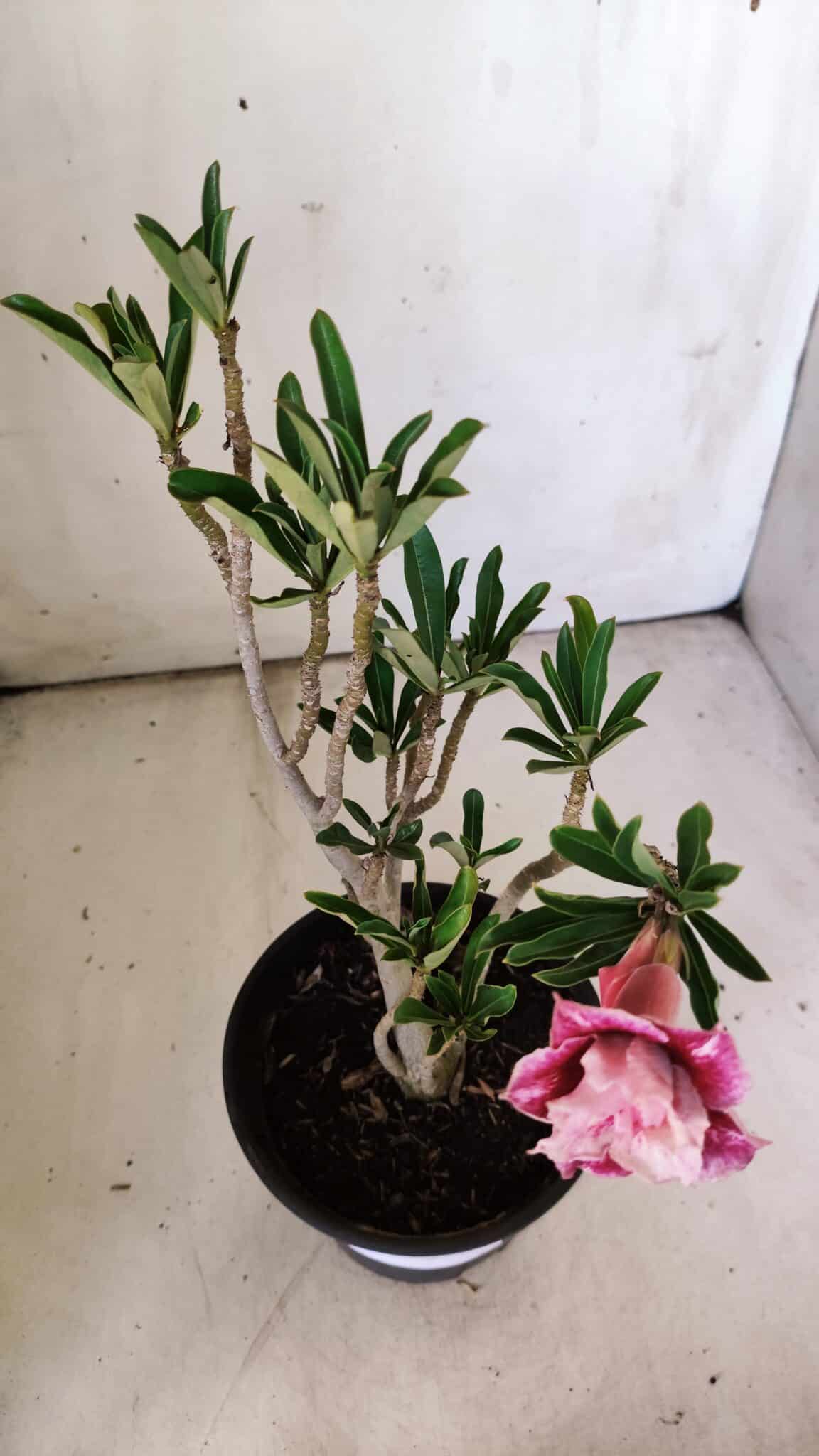 Planta Dobrada 2991 – 30cm – 02 anos