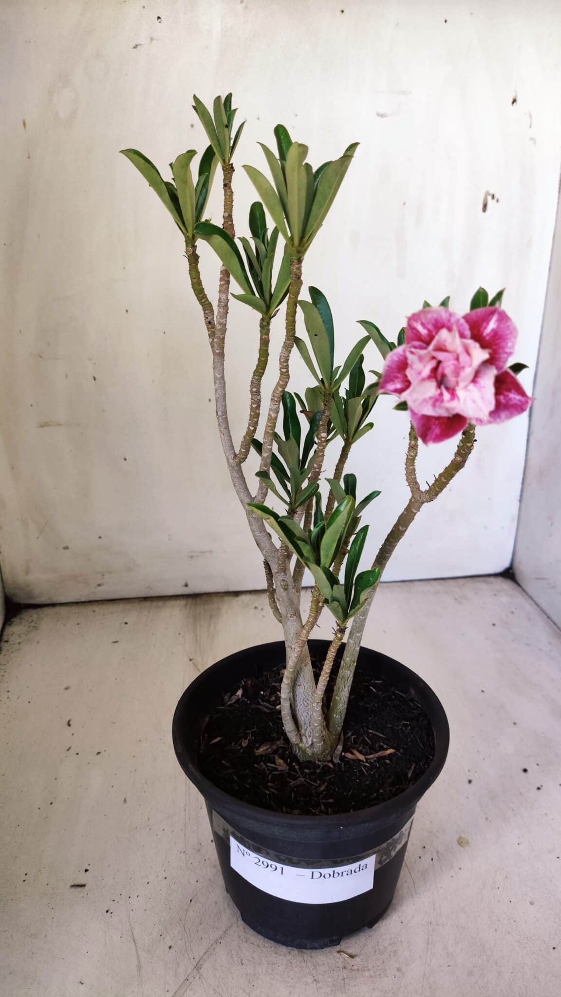 Planta Dobrada 2991 – 30cm – 02 anos