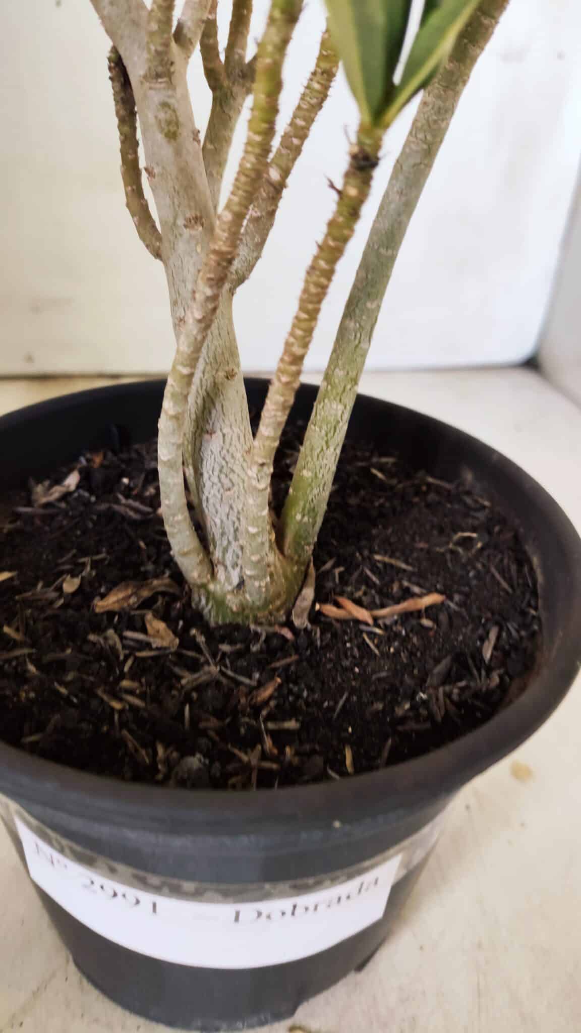 Planta Dobrada 2991 – 30cm – 02 anos