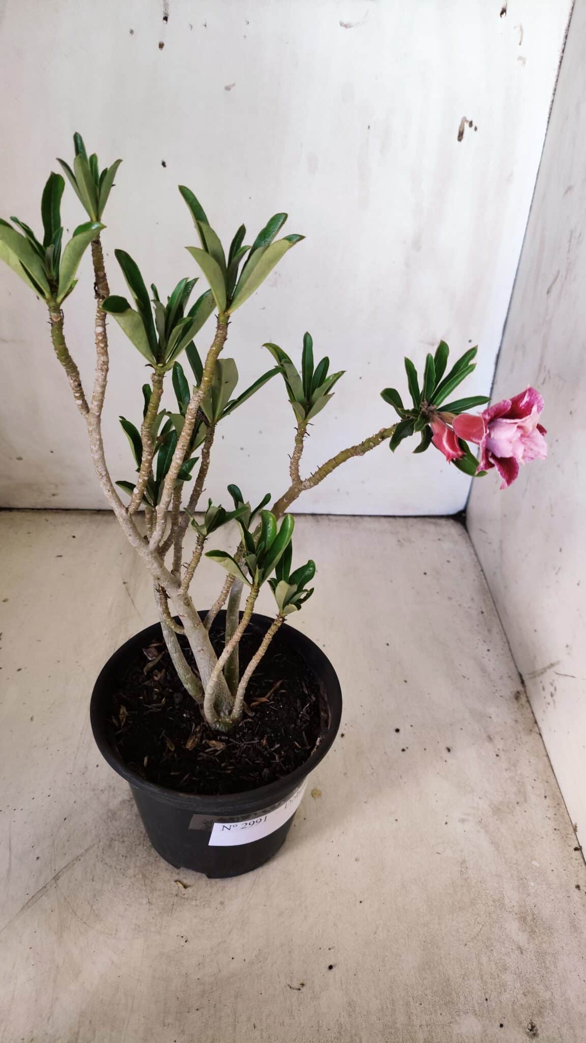Planta Dobrada 2991 – 30cm – 02 anos