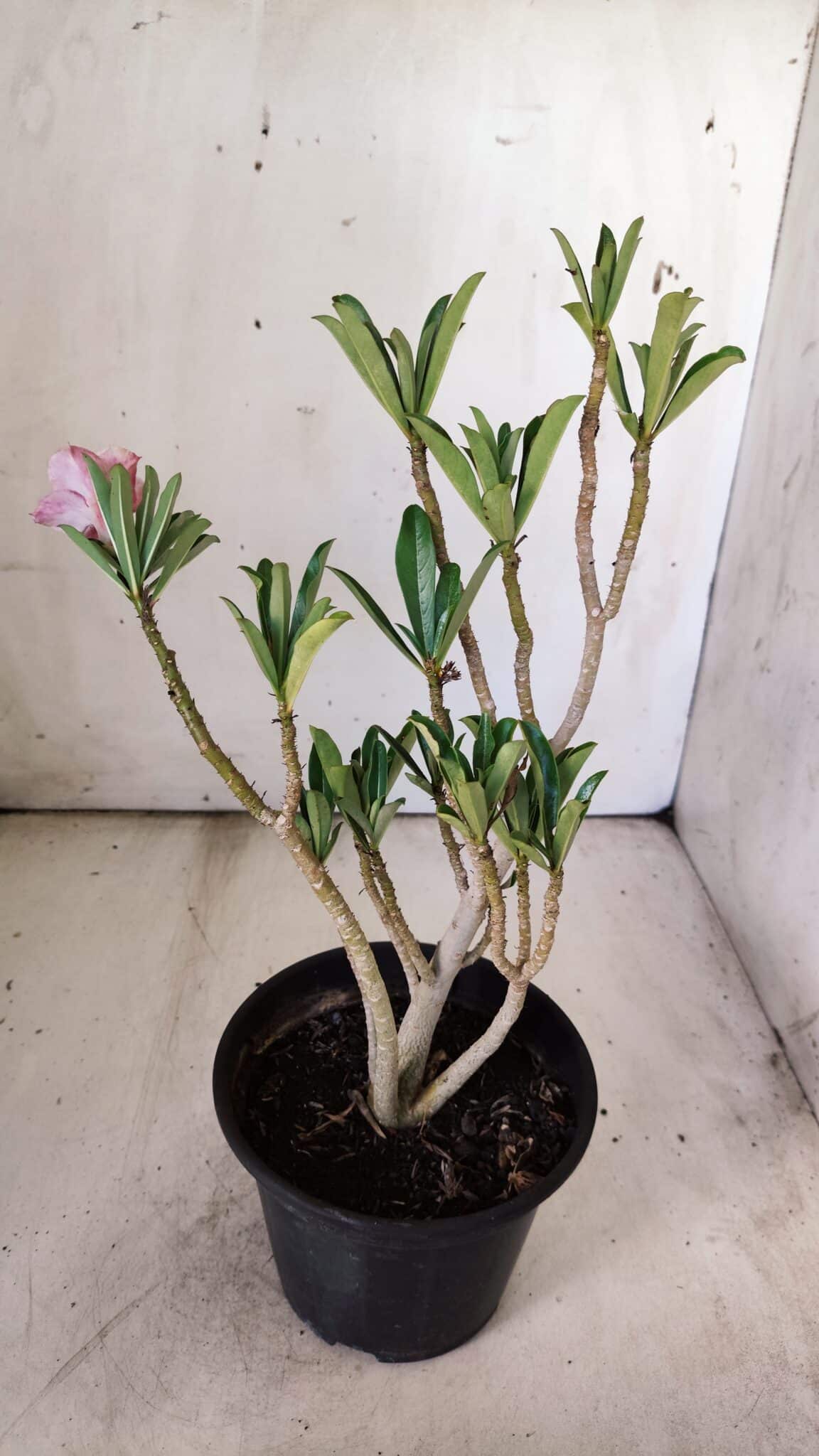 Planta Dobrada 2991 – 30cm – 02 anos
