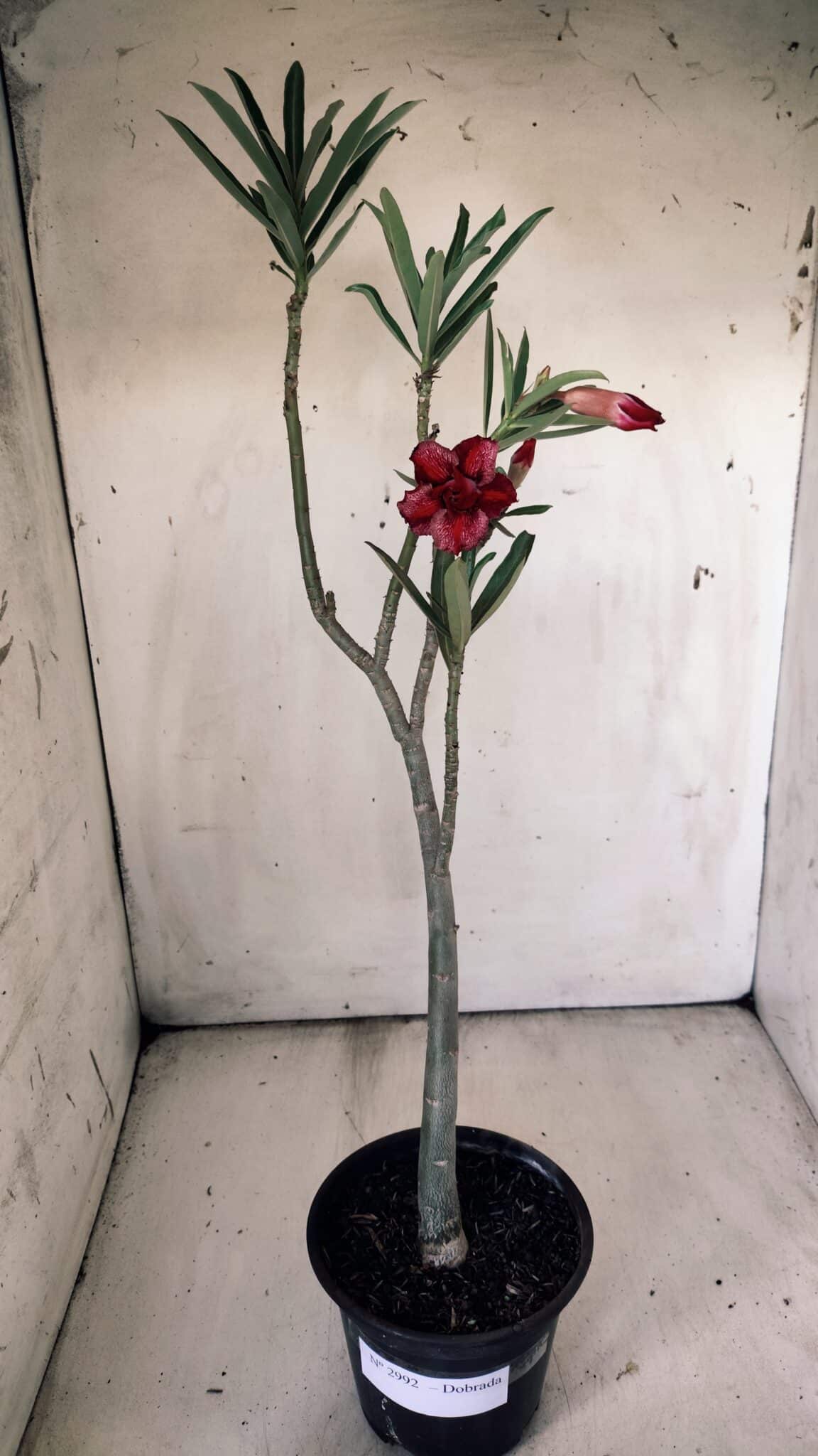 Planta Dobrada 2992 – 30cm – 02 anos