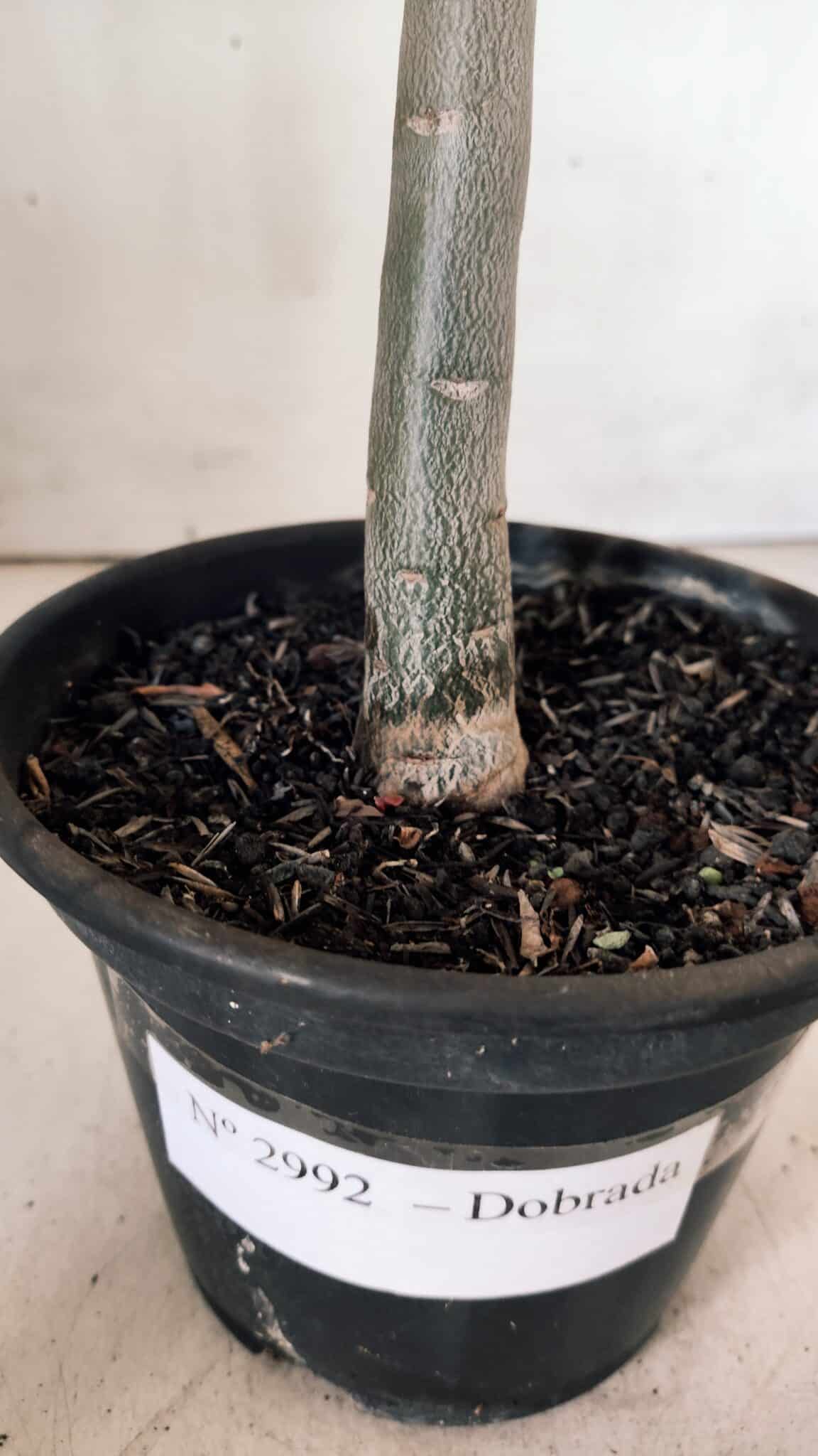Planta Dobrada 2992 – 30cm – 02 anos