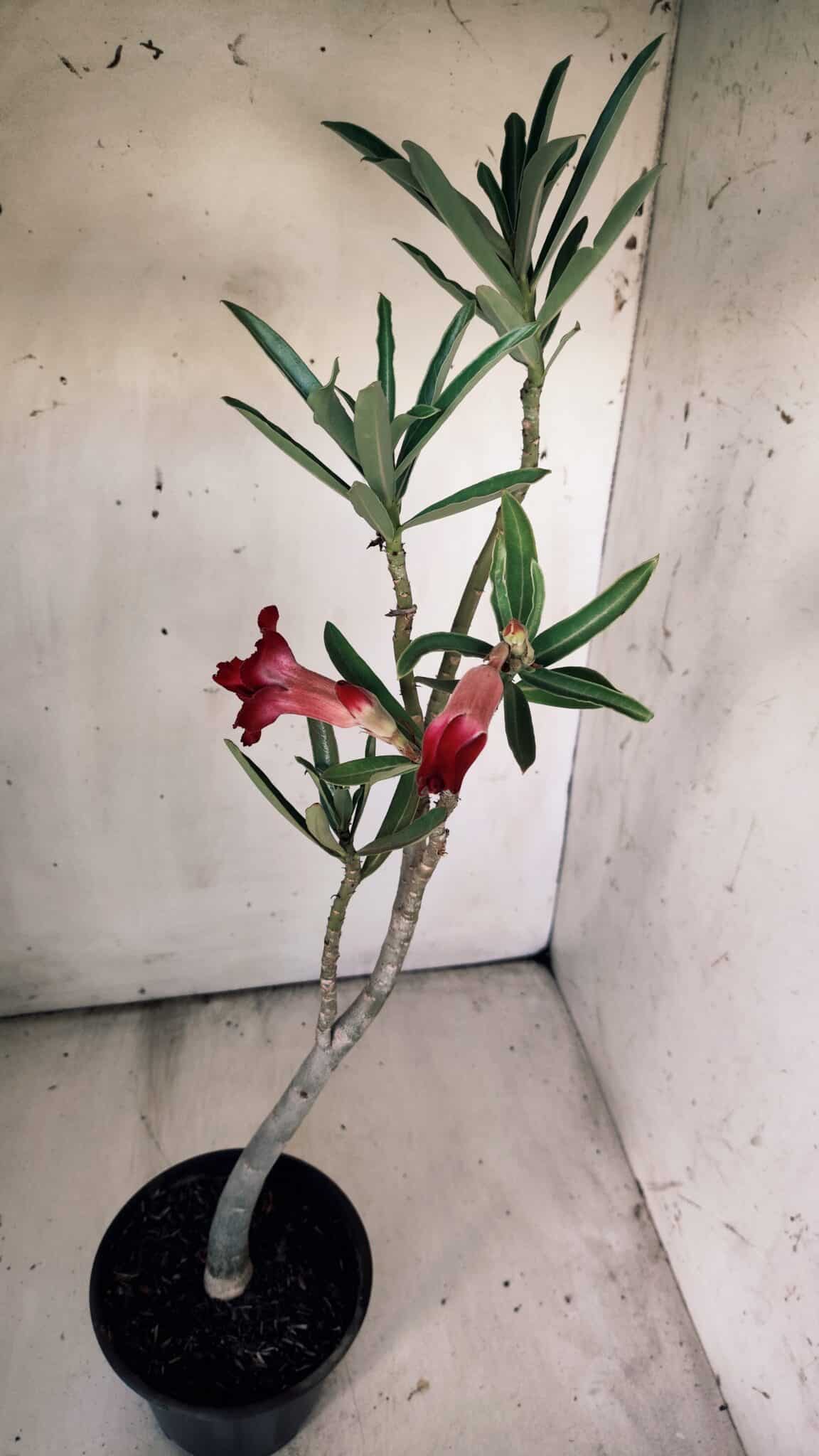 Planta Dobrada 2992 – 30cm – 02 anos