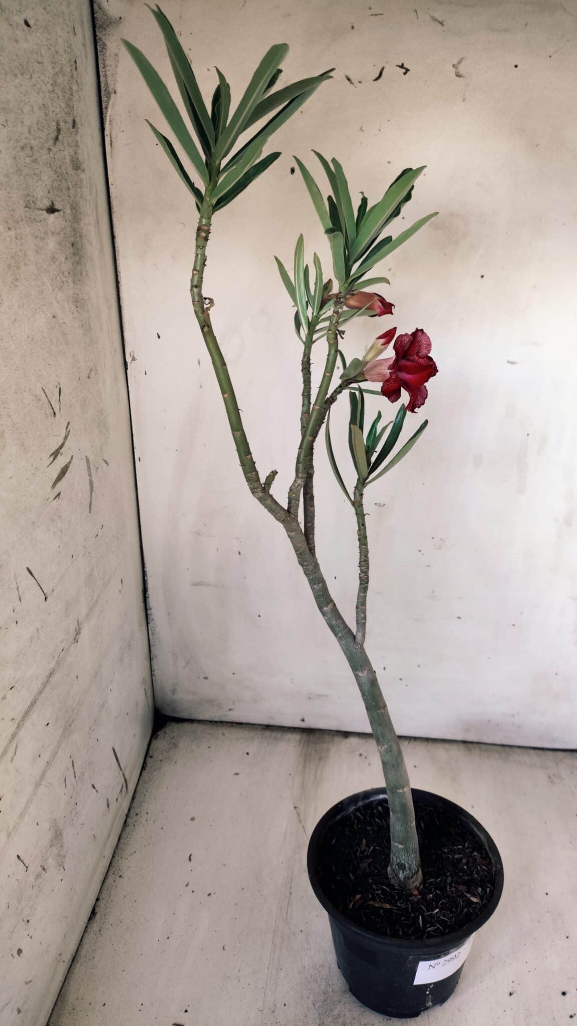 Planta Dobrada 2992 – 30cm – 02 anos