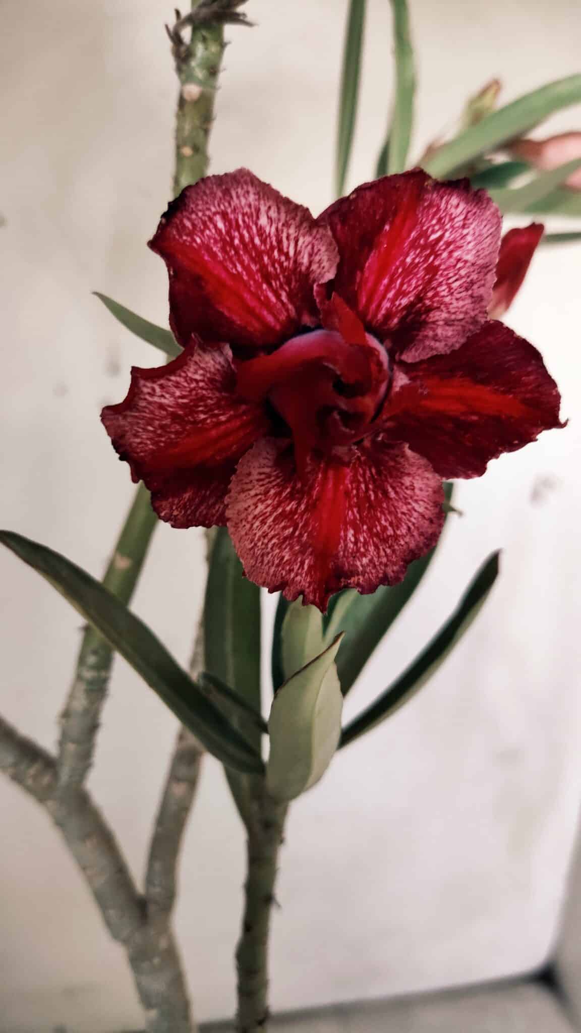 Planta Dobrada 2992 – 30cm – 02 anos