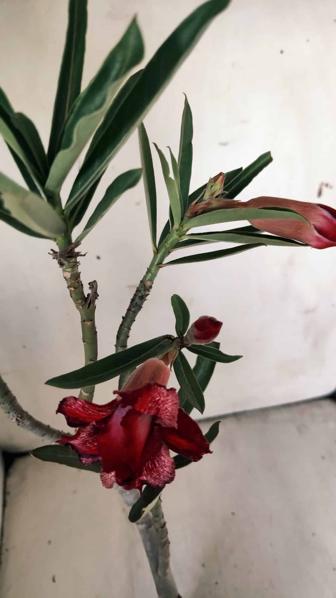 Planta Dobrada 2992 – 30cm – 02 anos