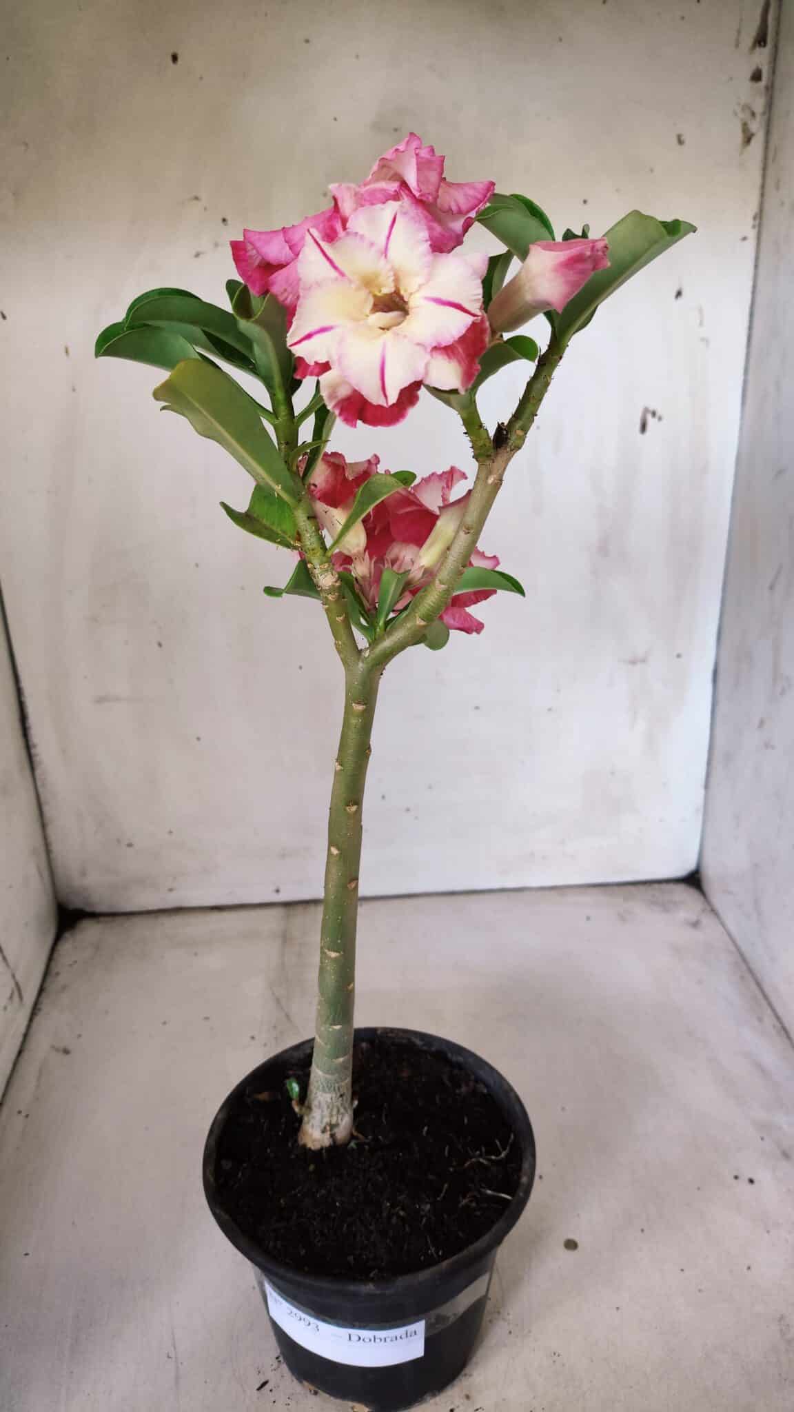 Planta Dobrada 2993 – 30cm – 02 anos