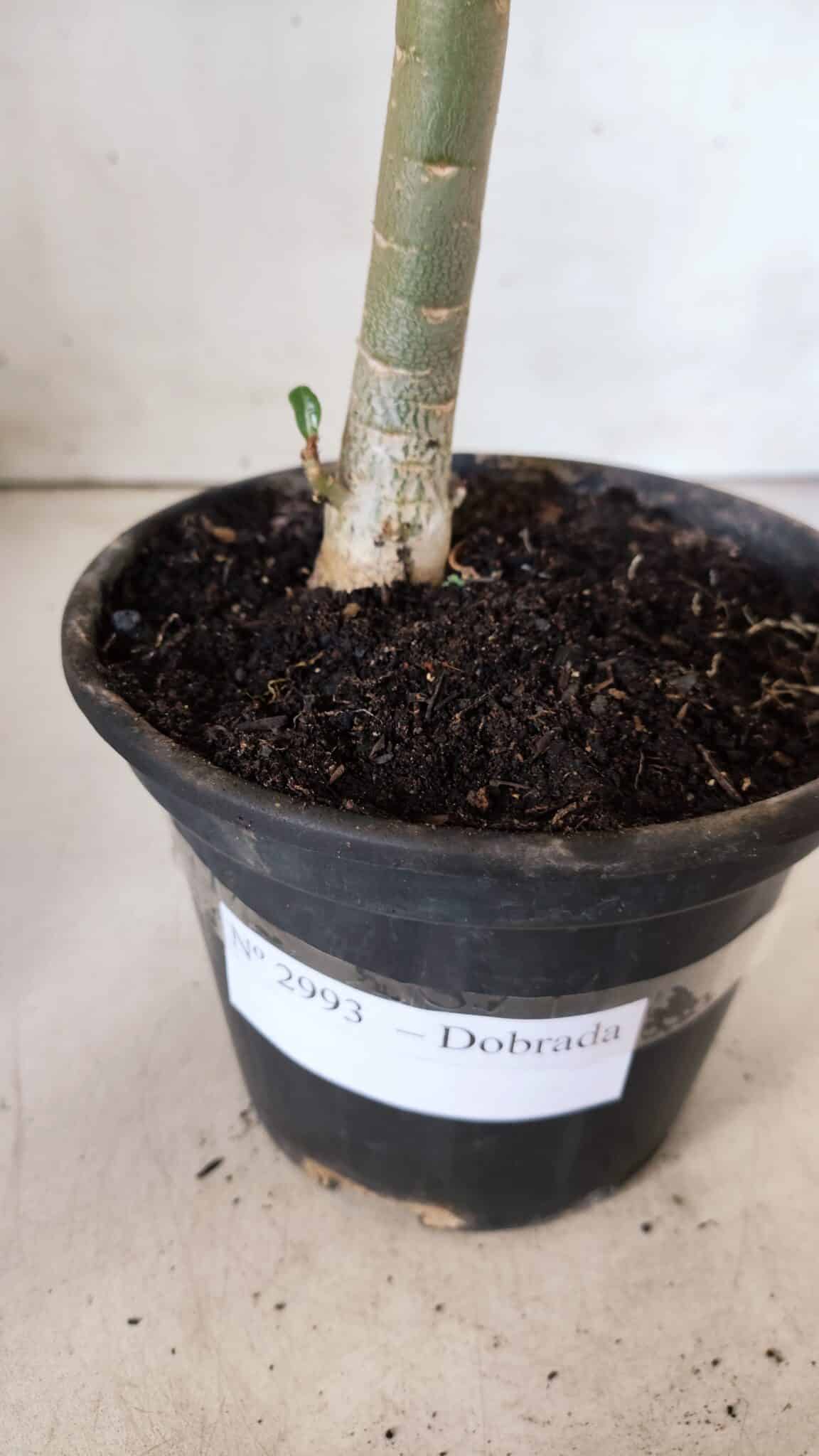 Planta Dobrada 2993 – 30cm – 02 anos