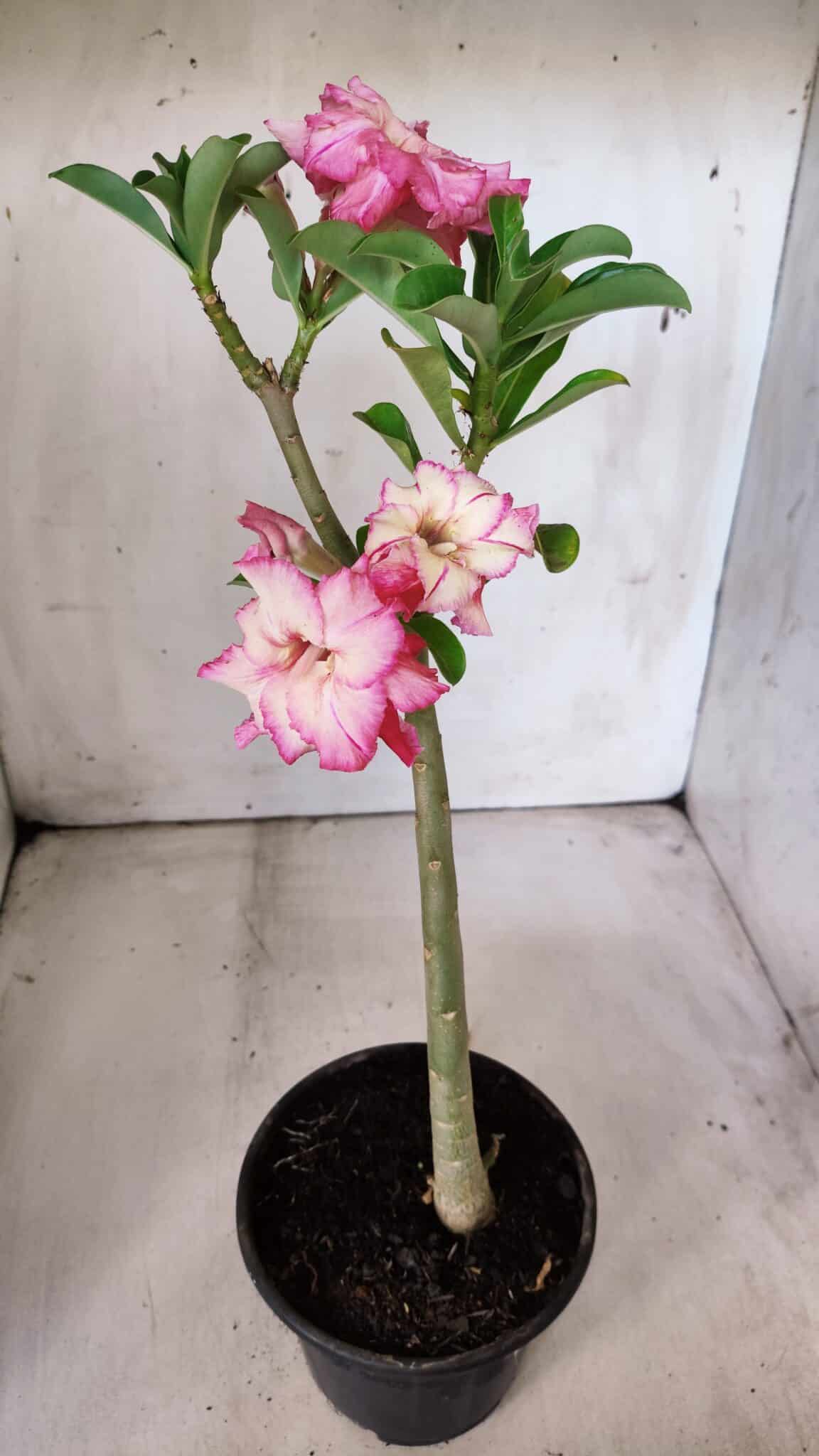 Planta Dobrada 2993 – 30cm – 02 anos