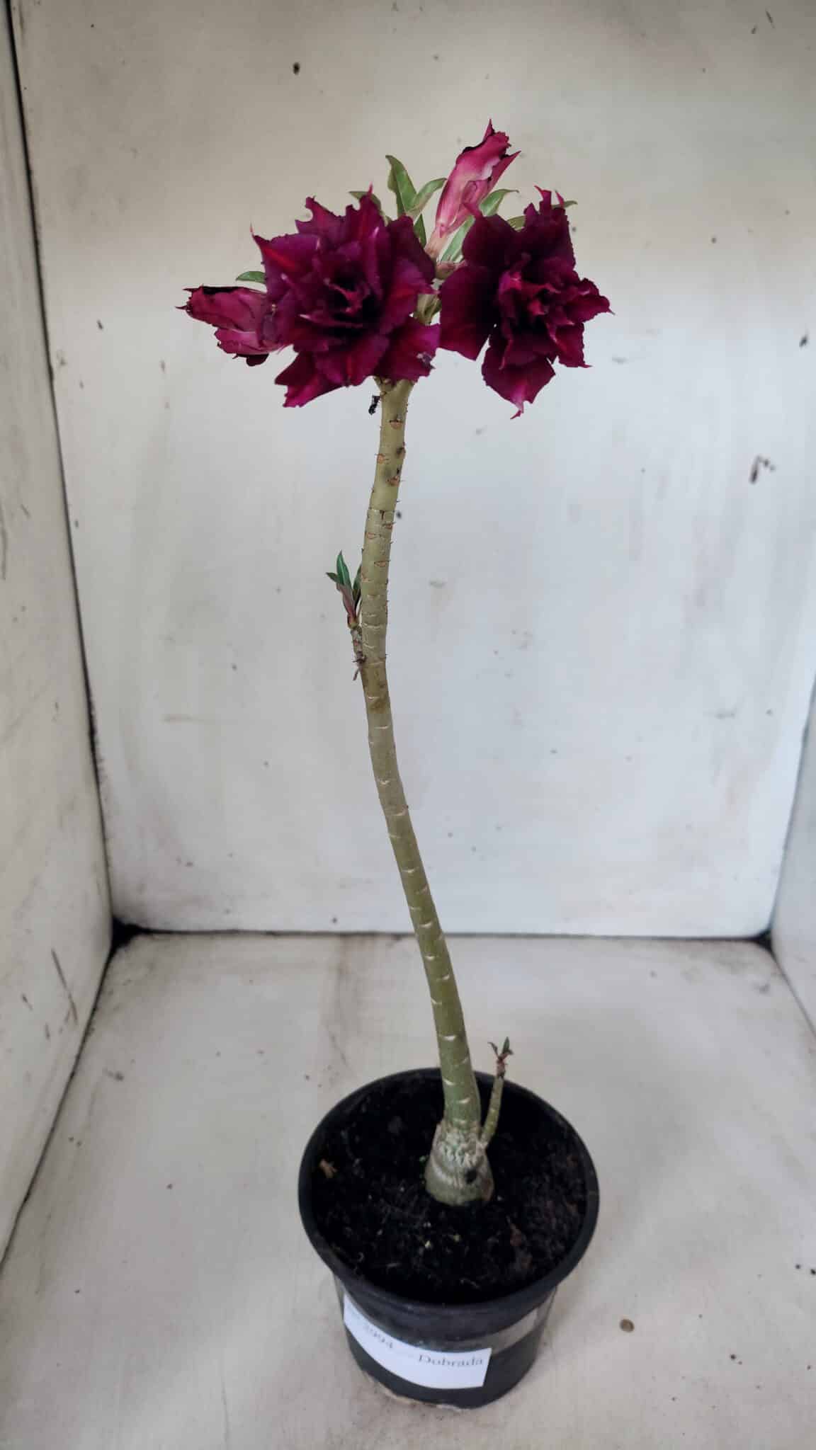 Planta Dobrada 2994 – 35cm – 02 anos