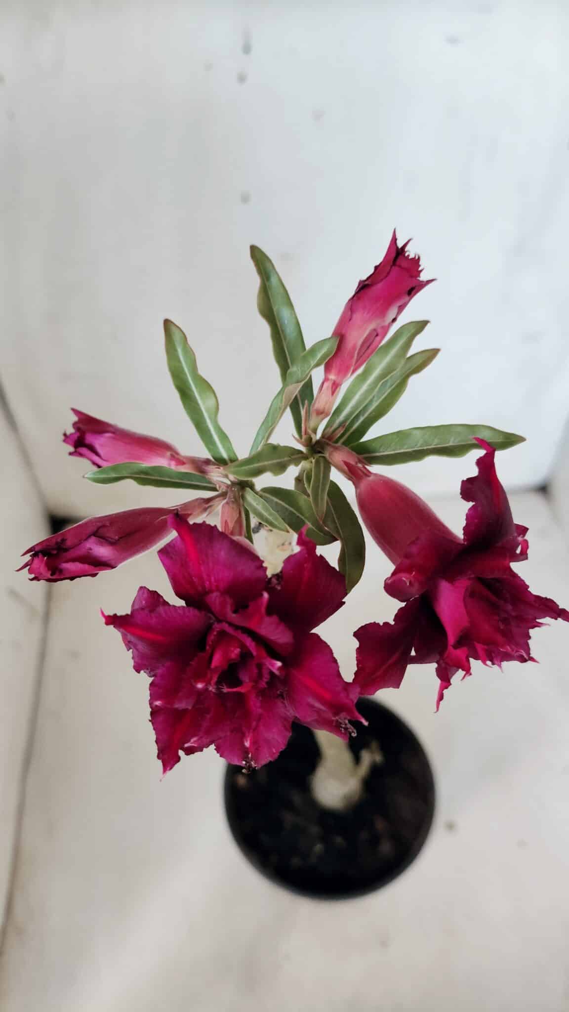 Planta Dobrada 2994 – 35cm – 02 anos