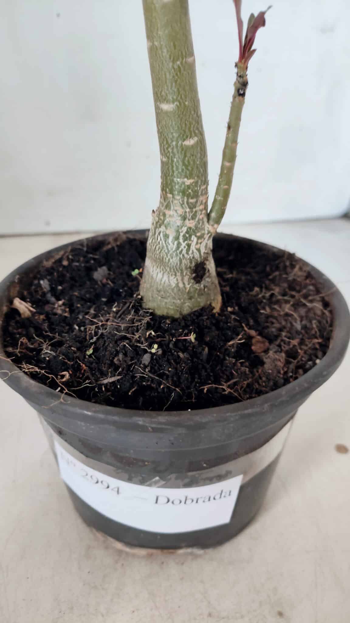 Planta Dobrada 2994 – 35cm – 02 anos