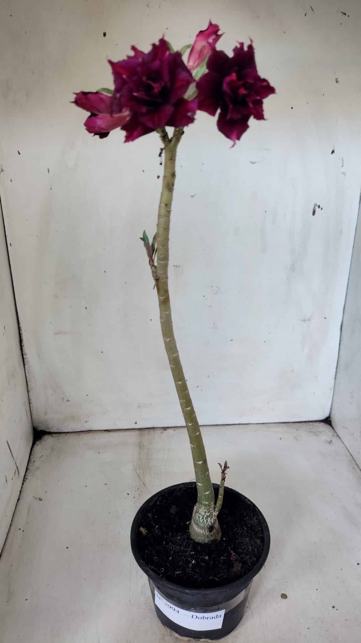Planta Dobrada 2994 – 35cm – 02 anos