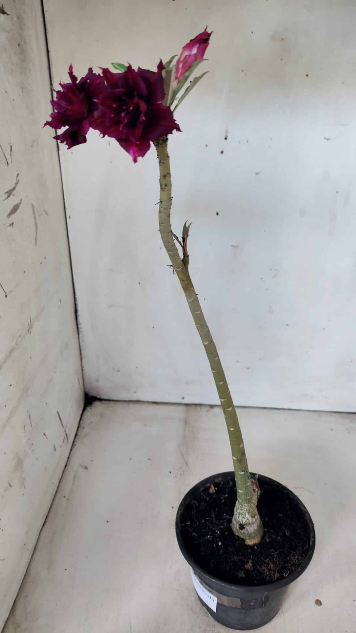 Planta Dobrada 2994 – 35cm – 02 anos