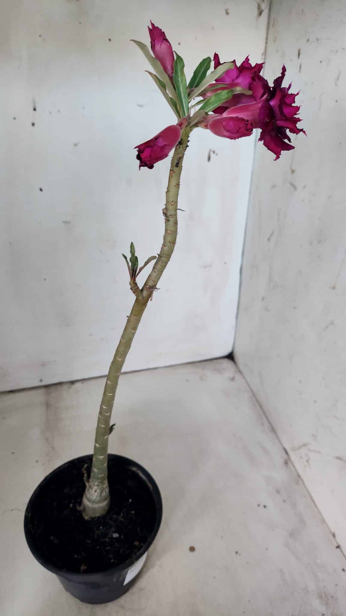 Planta Dobrada 2994 – 35cm – 02 anos
