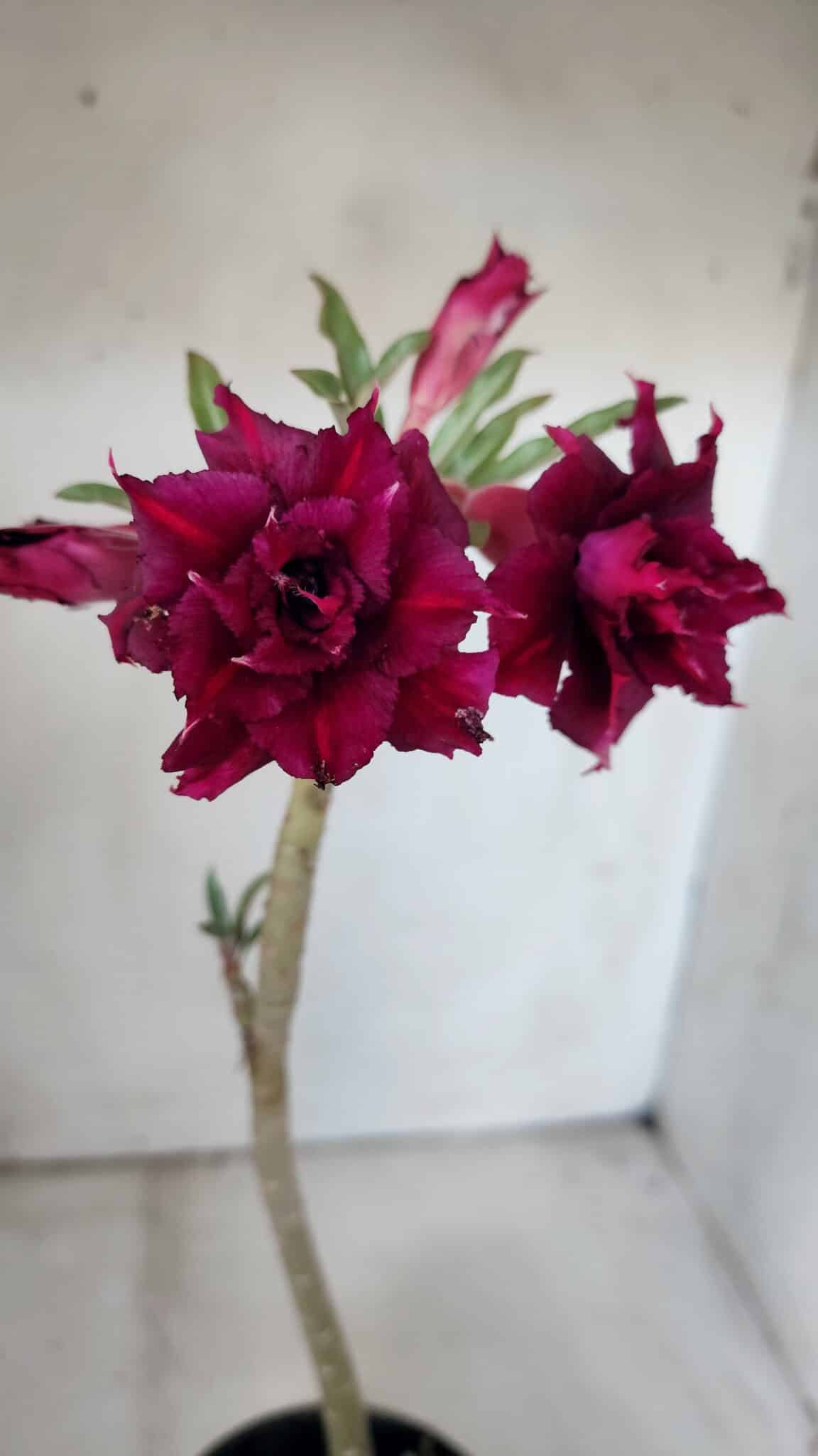 Planta Dobrada 2994 – 35cm – 02 anos