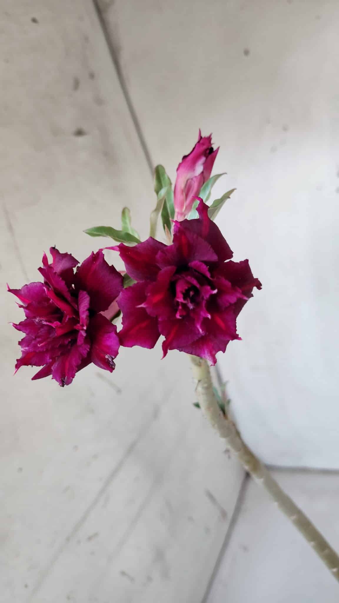 Planta Dobrada 2994 – 35cm – 02 anos