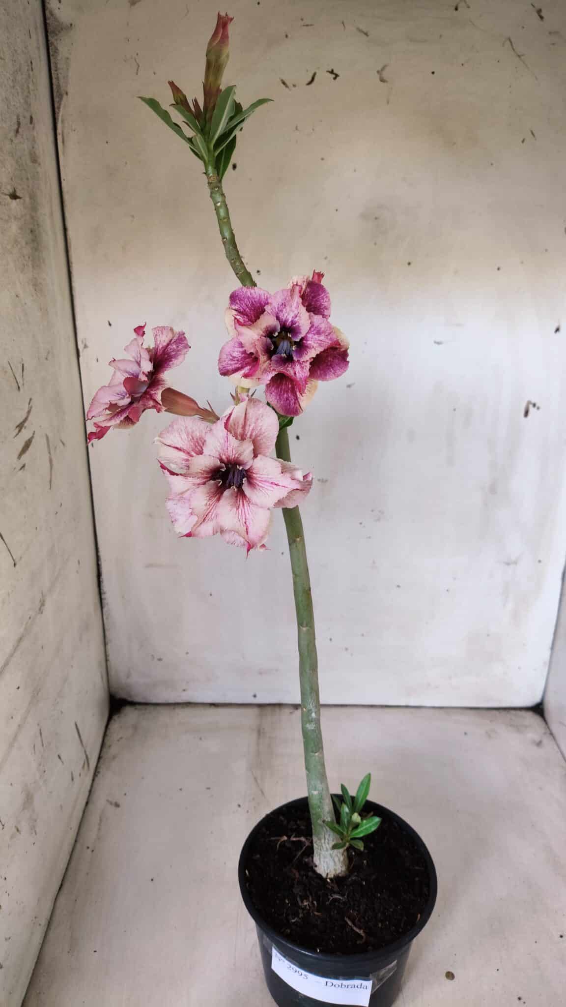 Planta Dobrada 2995 – 30cm – 02 anos