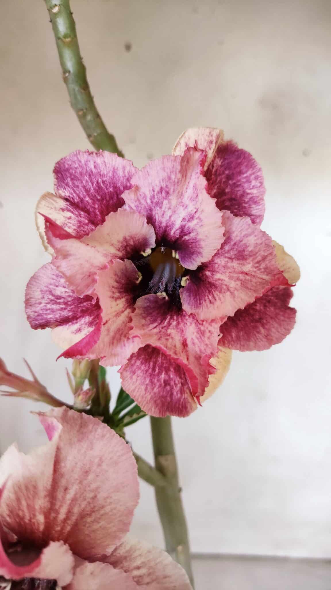 Planta Dobrada 2995 – 30cm – 02 anos