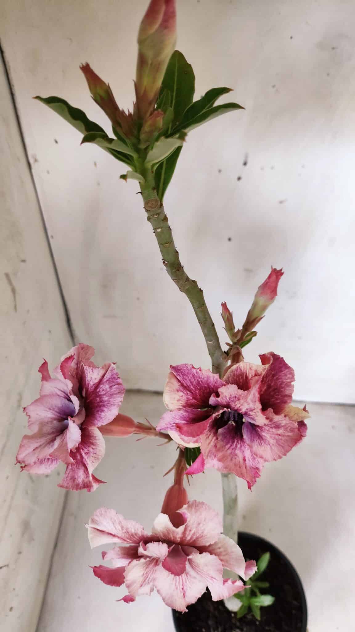 Planta Dobrada 2995 – 30cm – 02 anos