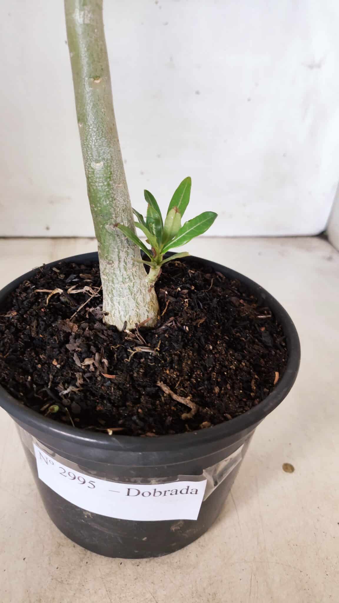 Planta Dobrada 2995 – 30cm – 02 anos
