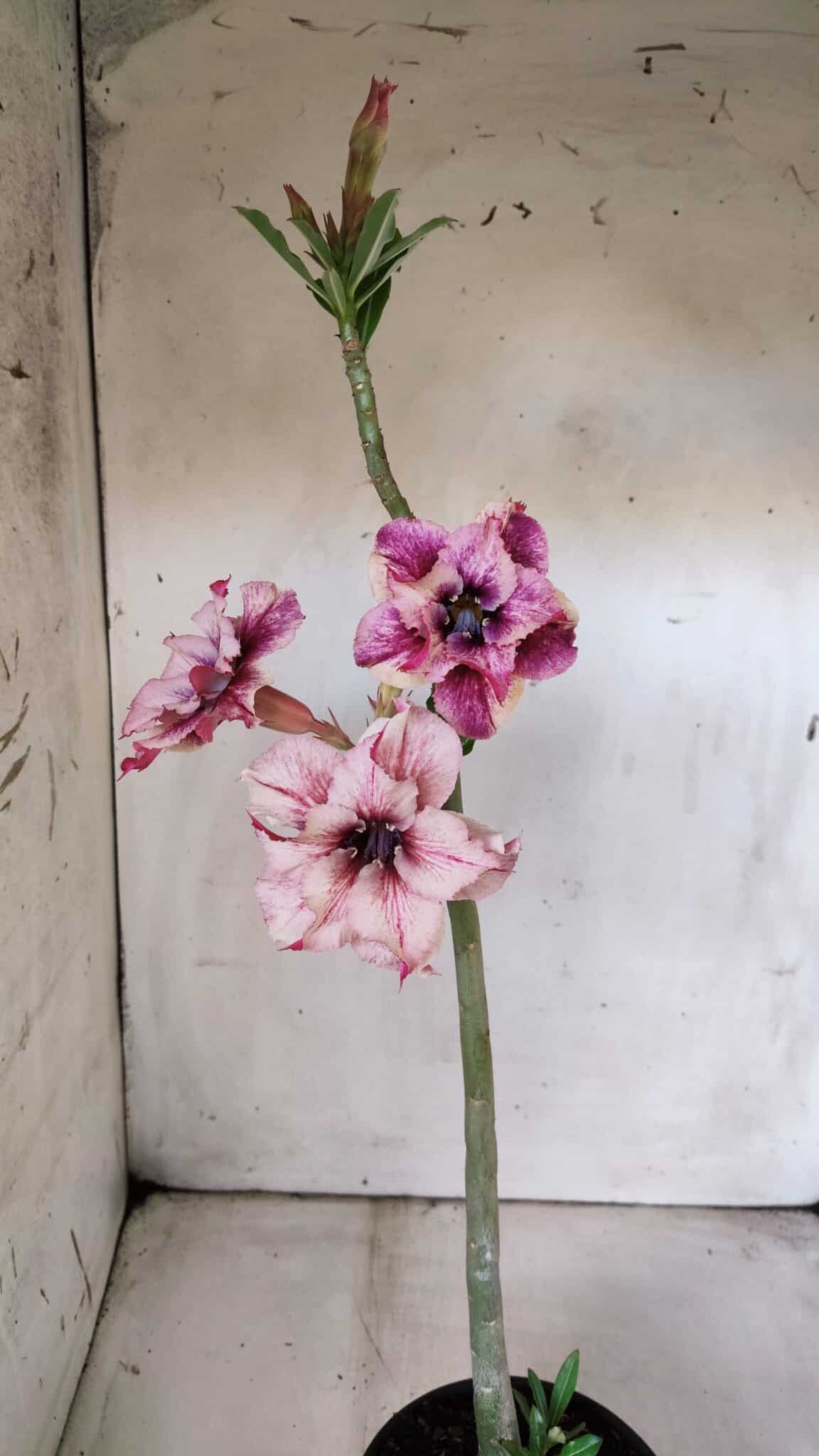 Planta Dobrada 2995 – 30cm – 02 anos