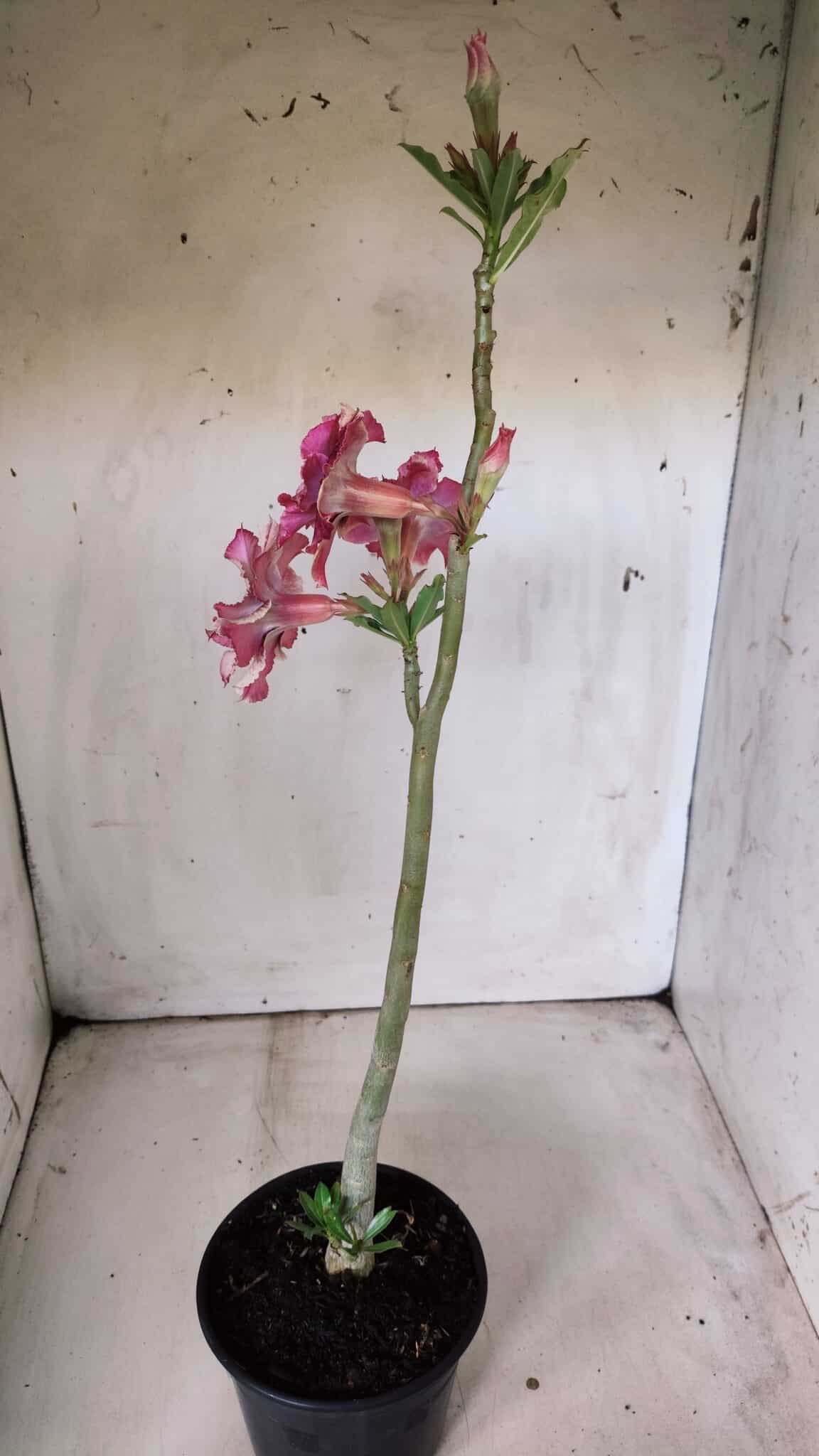 Planta Dobrada 2995 – 30cm – 02 anos