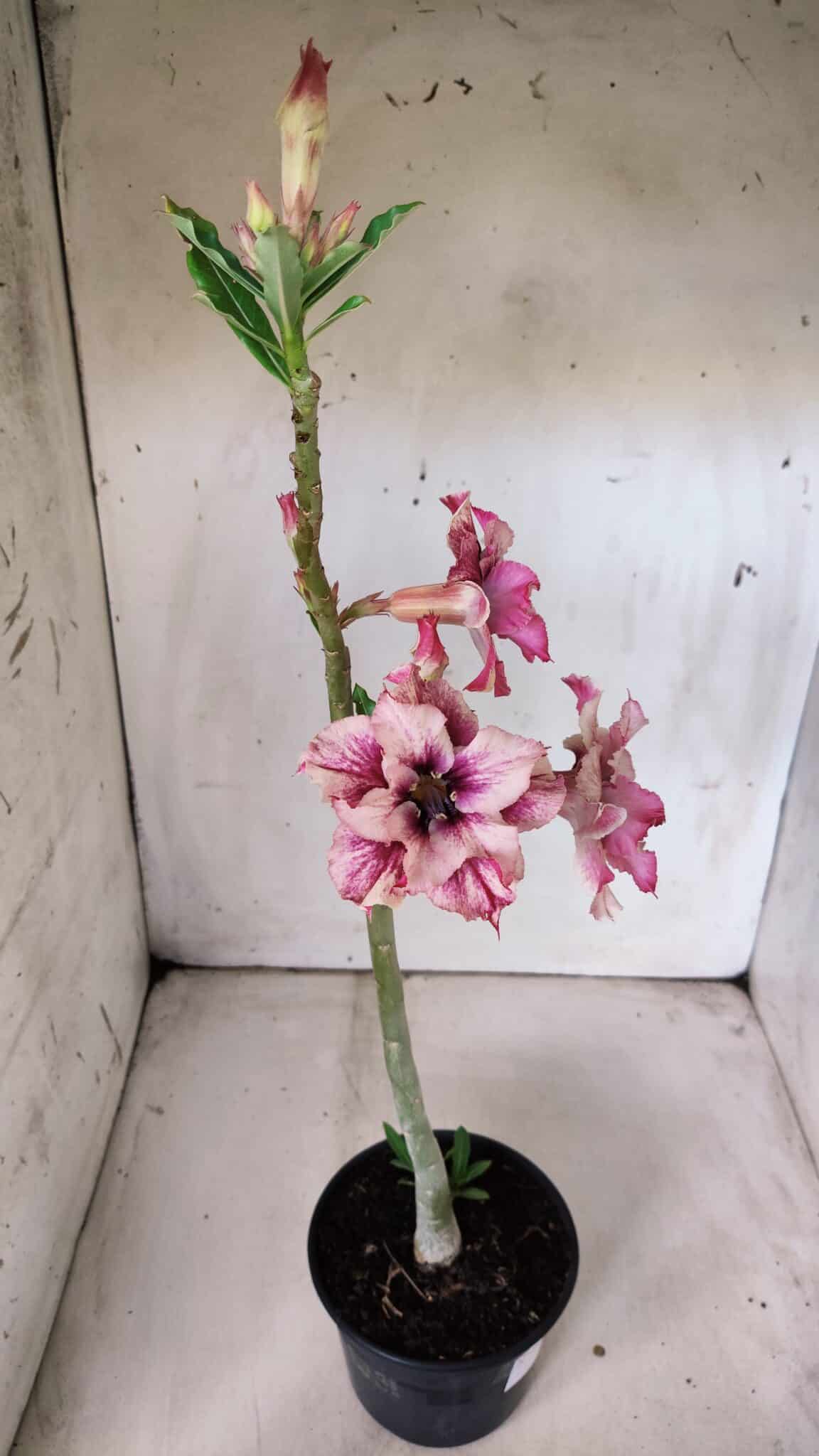 Planta Dobrada 2995 – 30cm – 02 anos