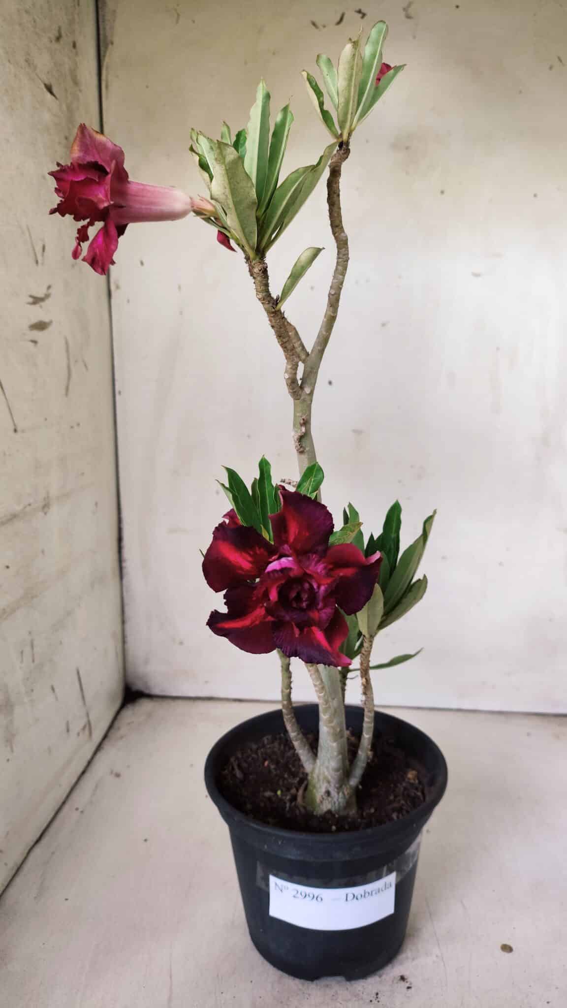 Planta Dobrada 2996 – 30cm – 02 anos