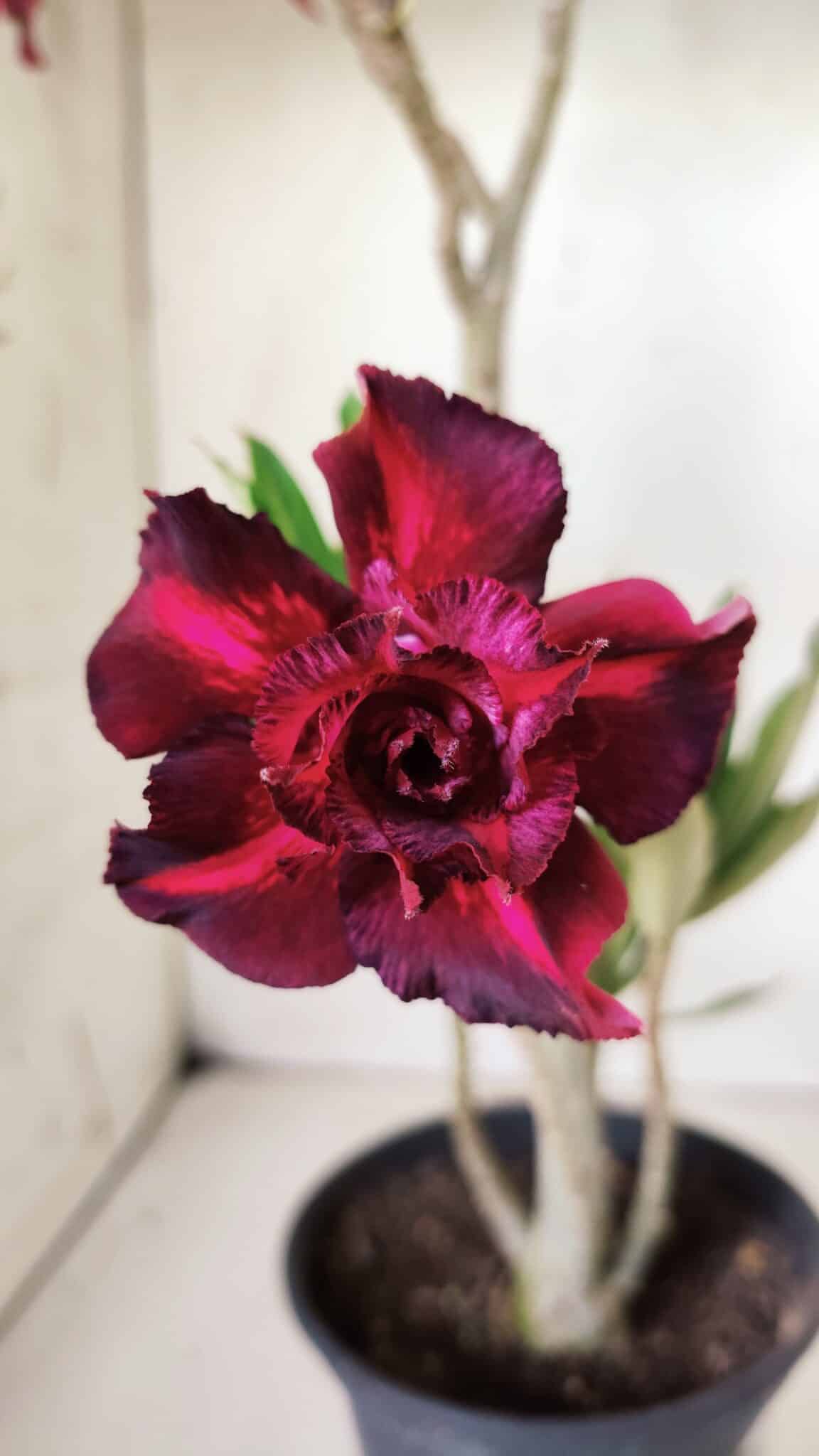 Planta Dobrada 2996 – 30cm – 02 anos