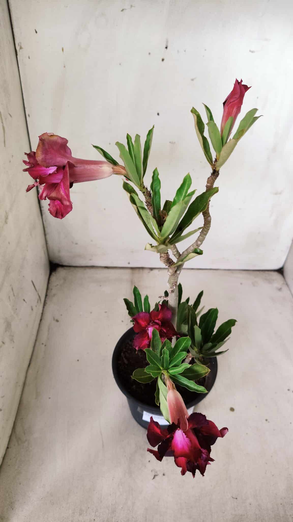 Planta Dobrada 2996 – 30cm – 02 anos