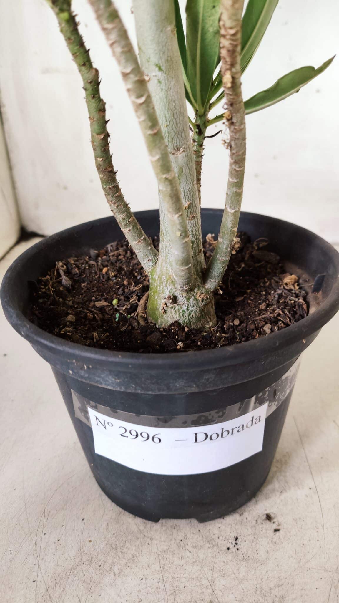 Planta Dobrada 2996 – 30cm – 02 anos