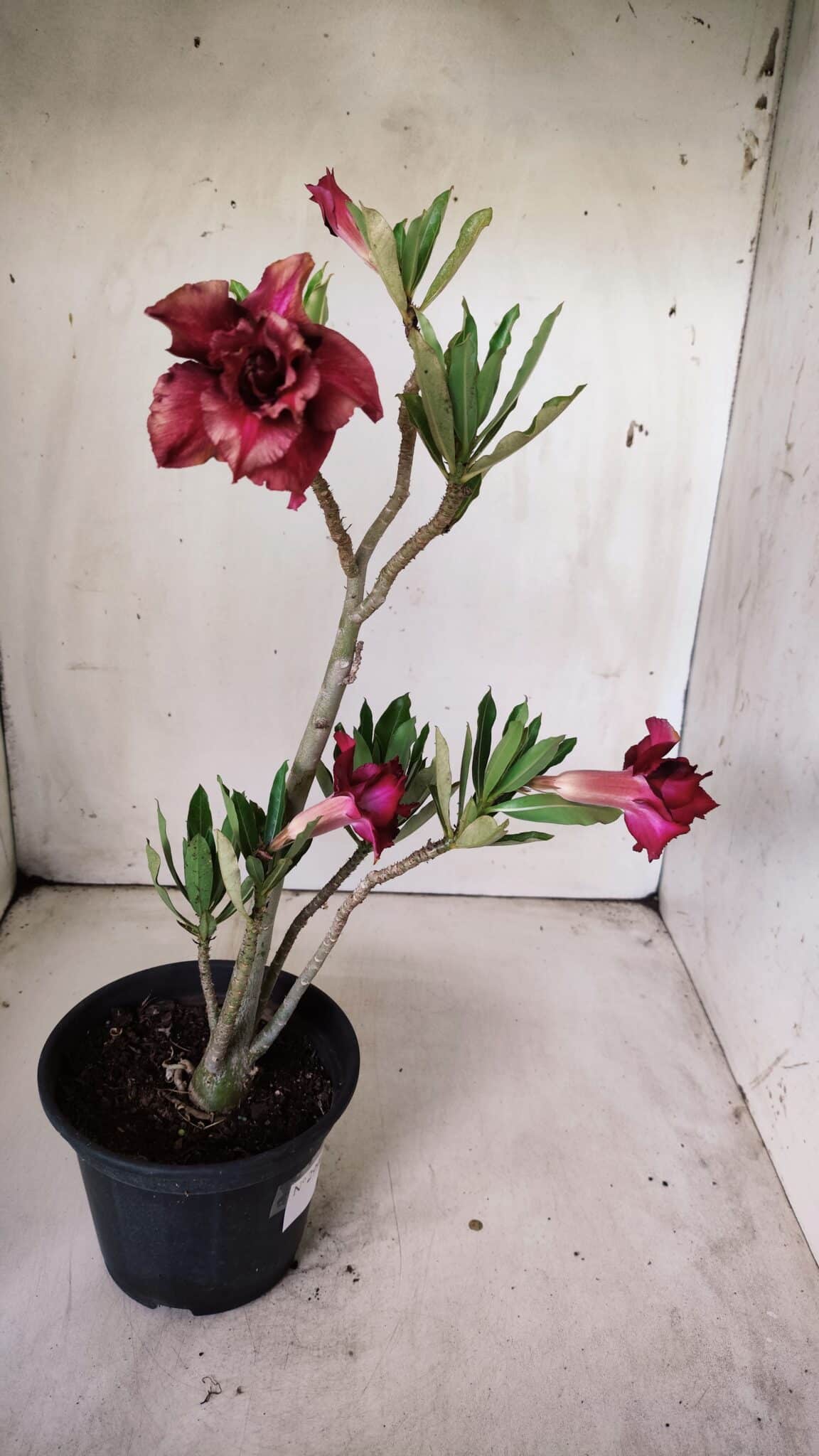 Planta Dobrada 2996 – 30cm – 02 anos