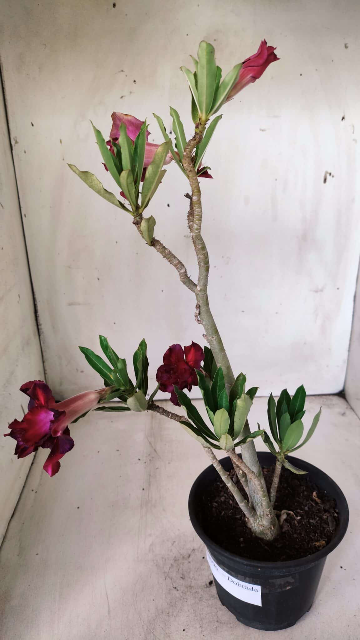 Planta Dobrada 2996 – 30cm – 02 anos