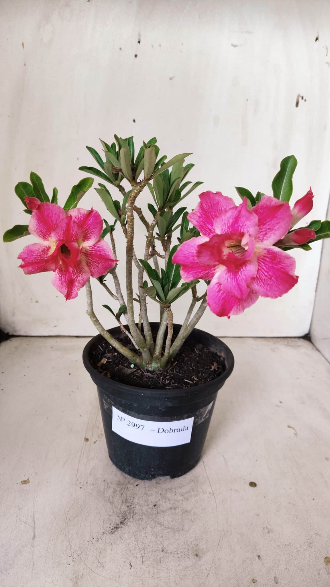 Planta Dobrada 2997 – 30cm – 02 anos