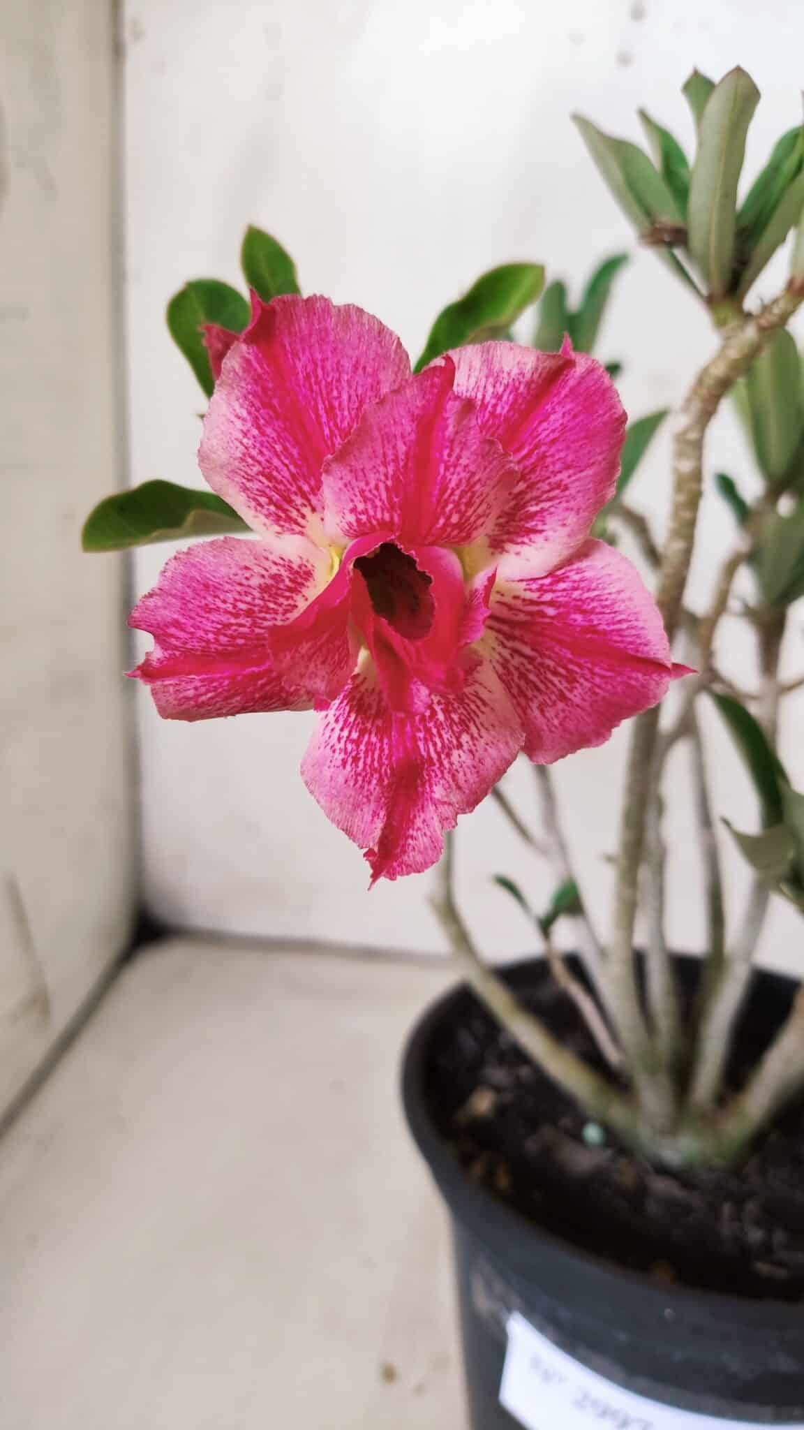 Planta Dobrada 2997 – 30cm – 02 anos
