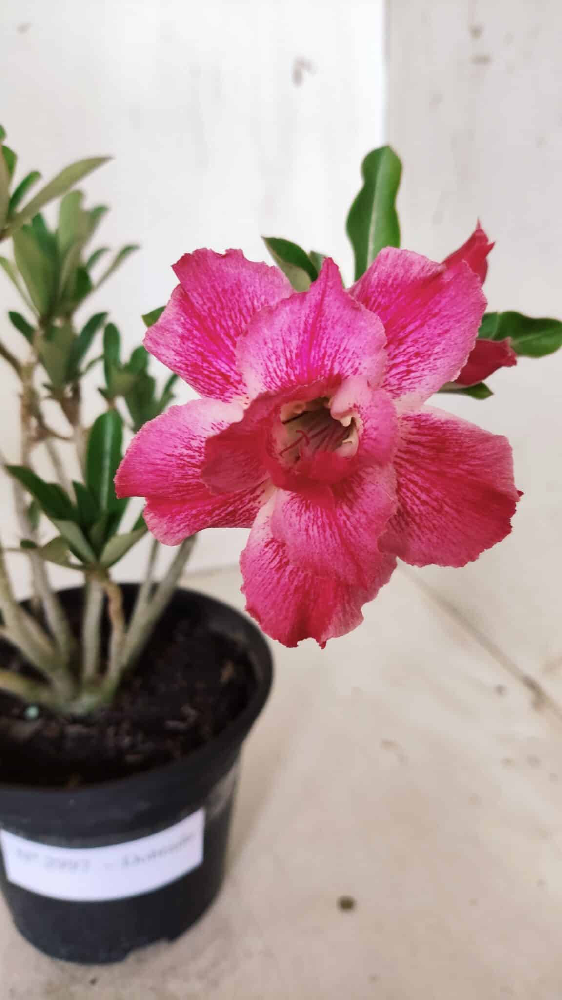 Planta Dobrada 2997 – 30cm – 02 anos
