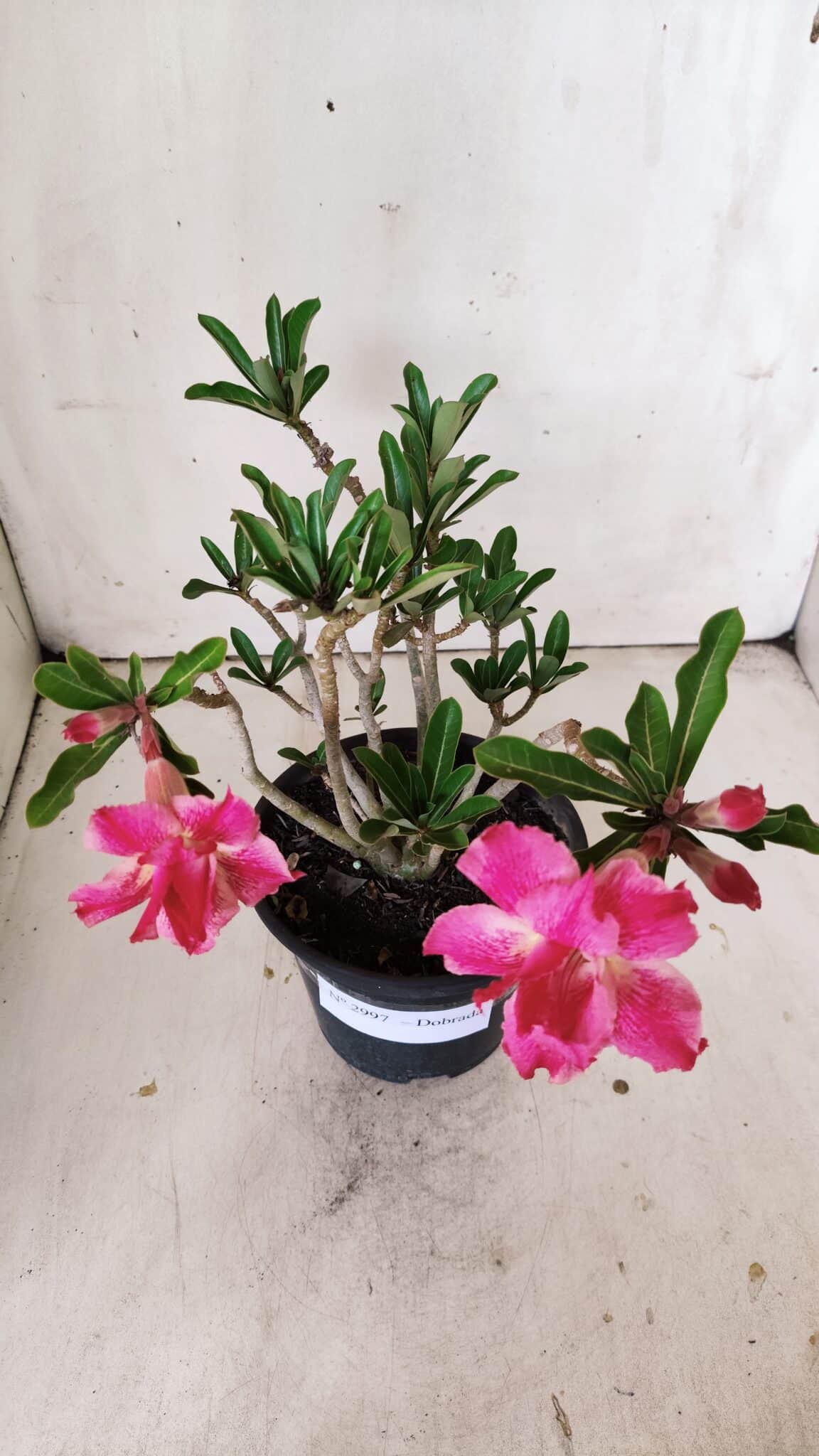 Planta Dobrada 2997 – 30cm – 02 anos