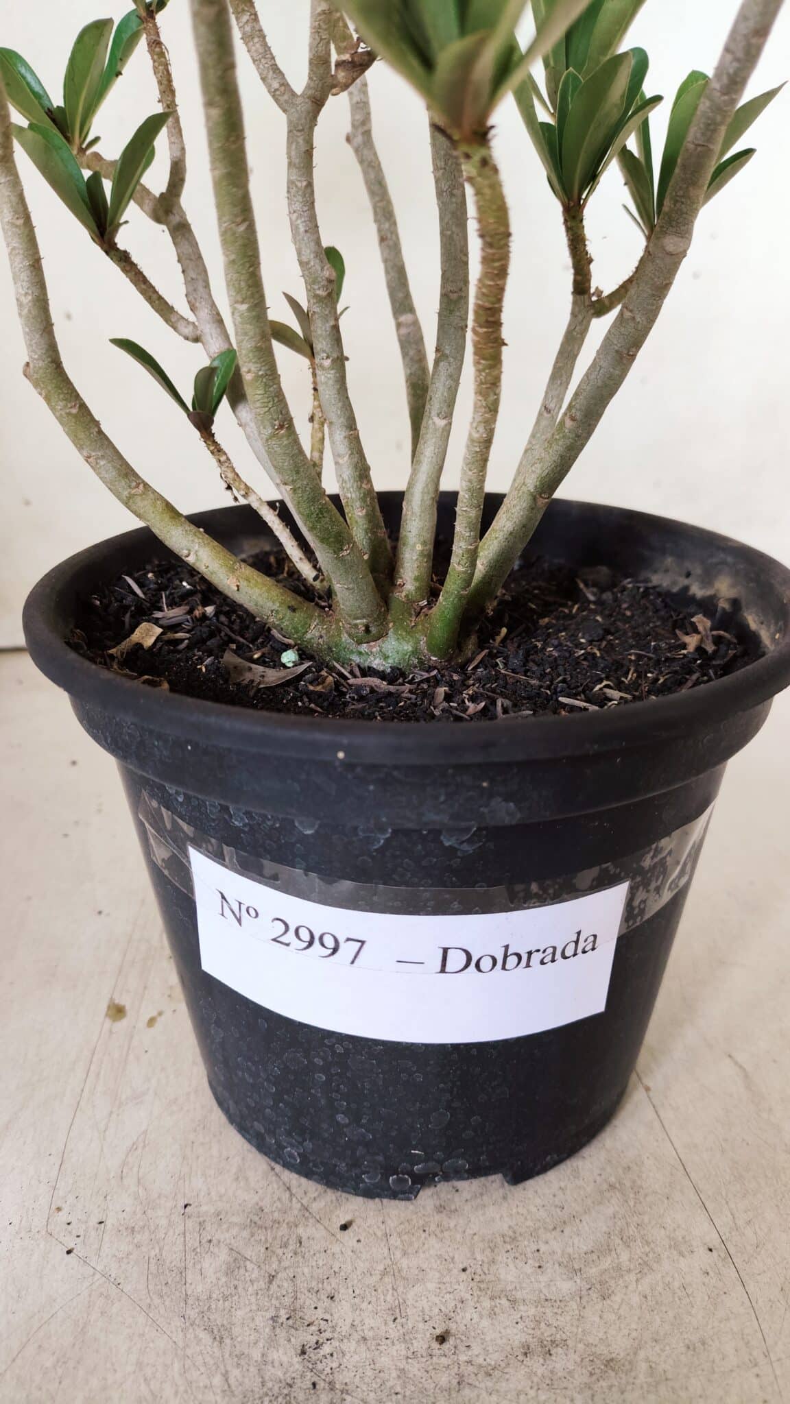Planta Dobrada 2997 – 30cm – 02 anos