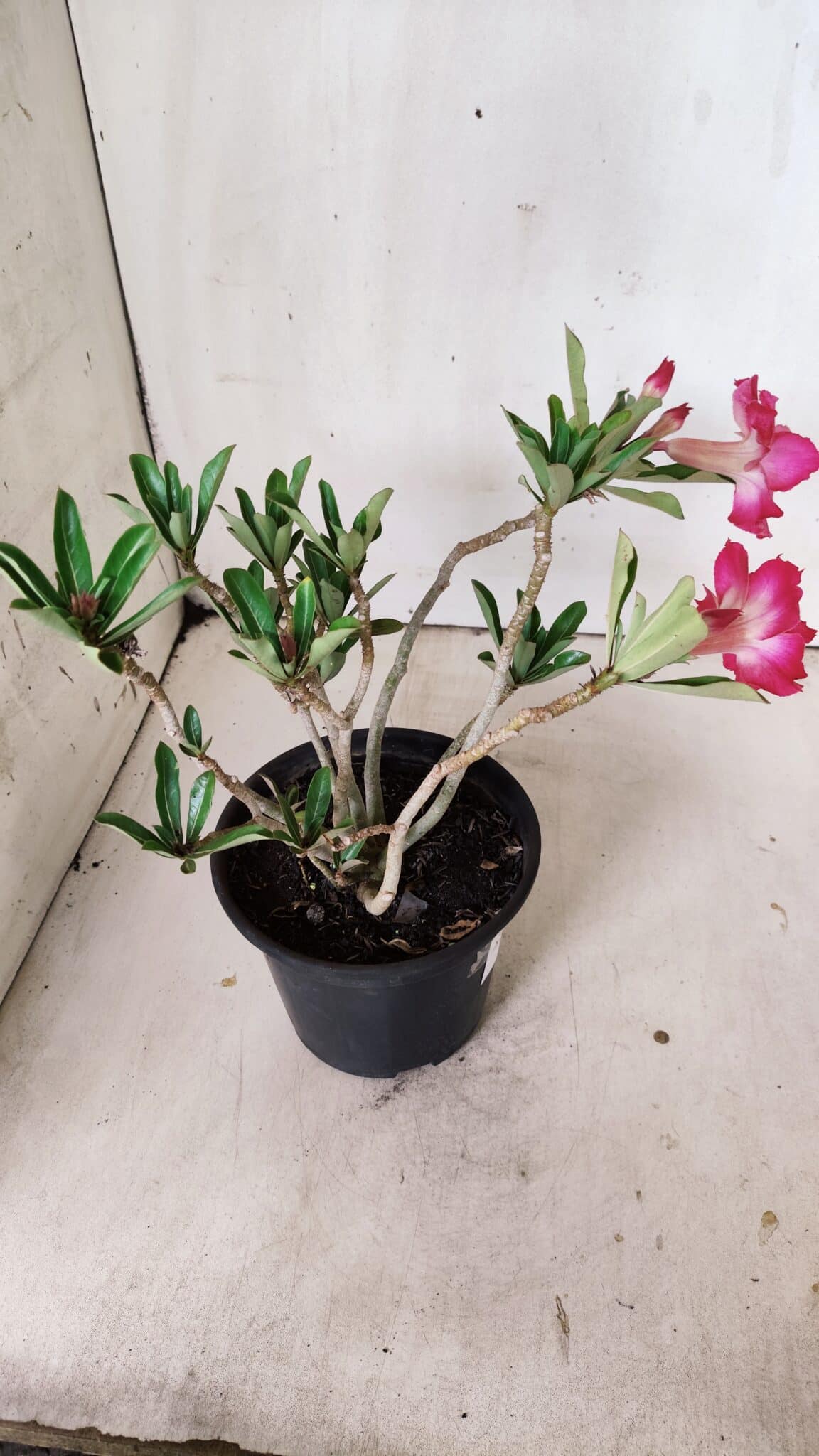 Planta Dobrada 2997 – 30cm – 02 anos