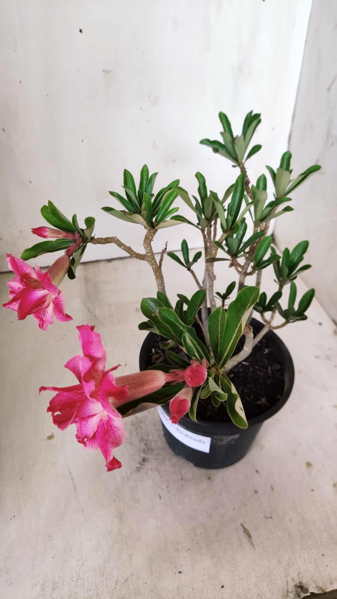 Planta Dobrada 2997 – 30cm – 02 anos
