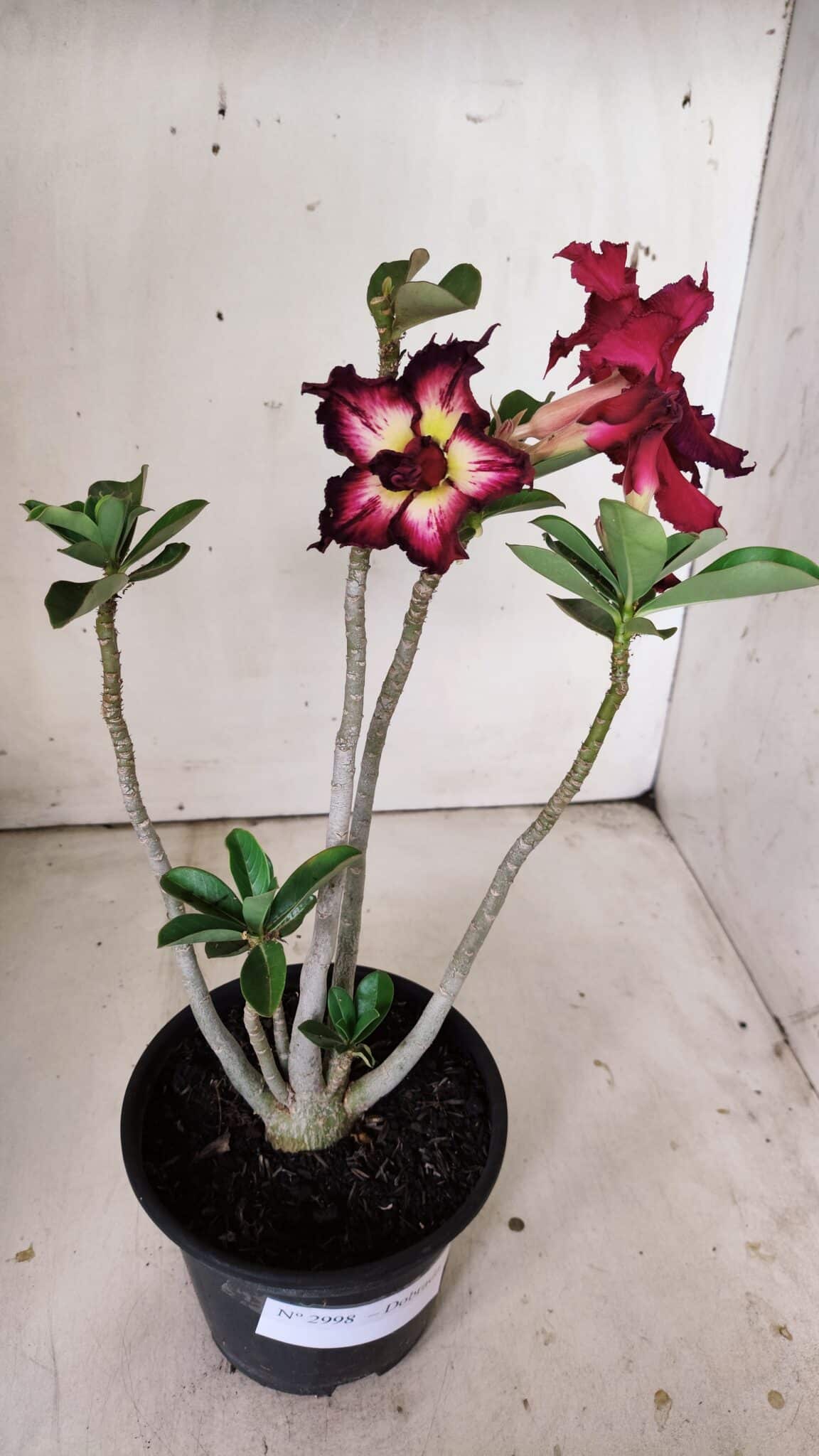 Planta Dobrada 2998 – 30cm – 02 anos