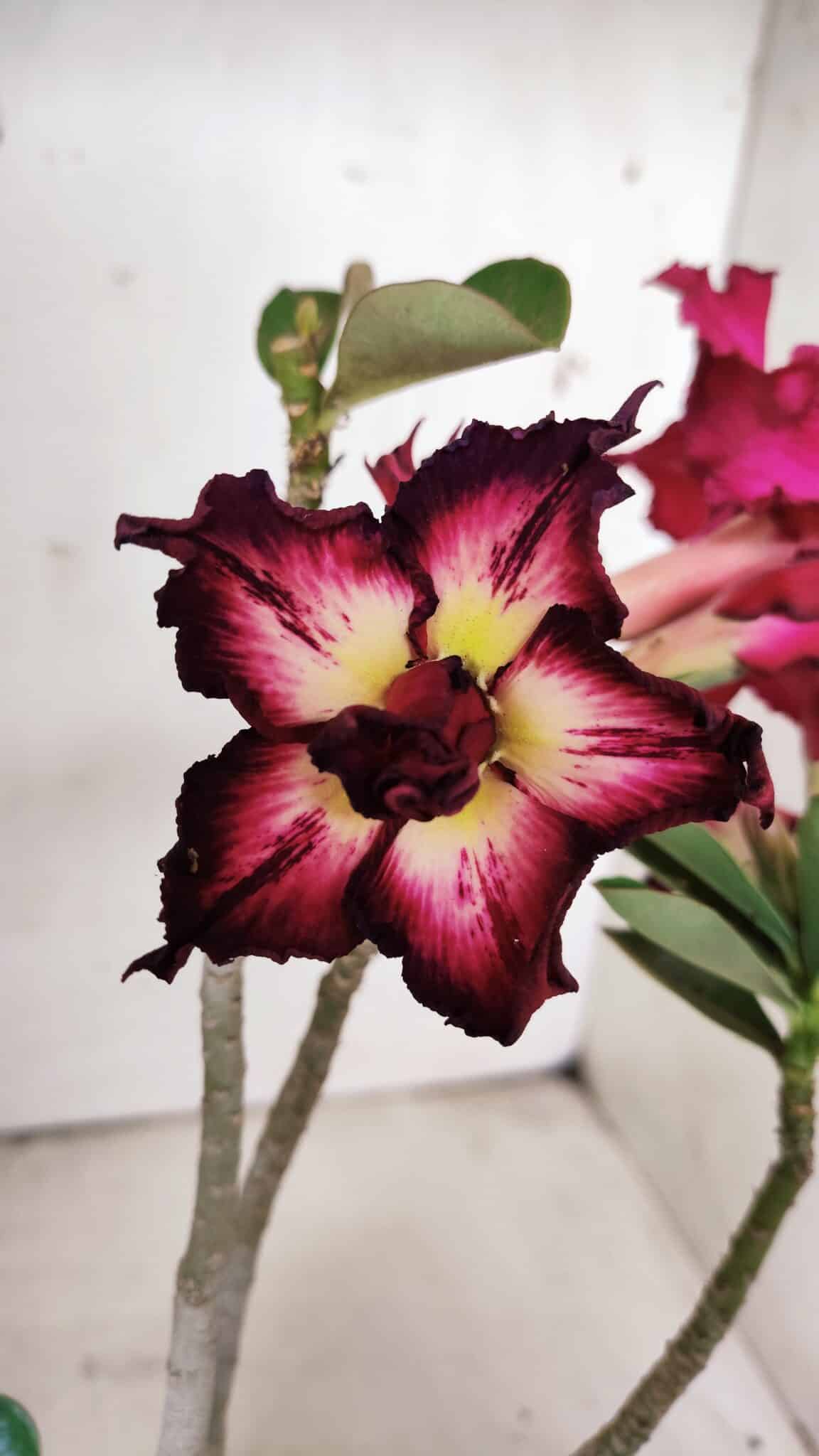 Planta Dobrada 2998 – 30cm – 02 anos