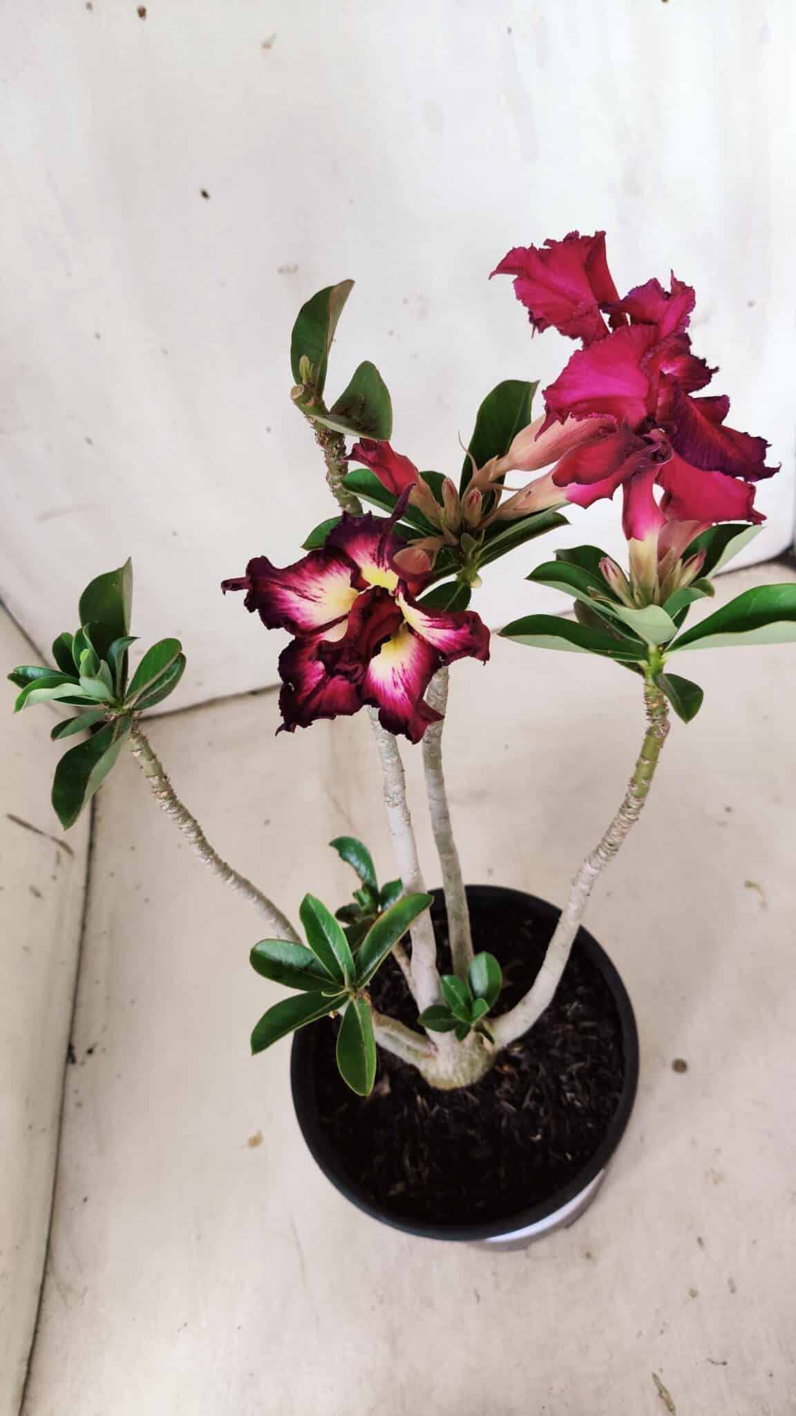 Planta Dobrada 2998 – 30cm – 02 anos