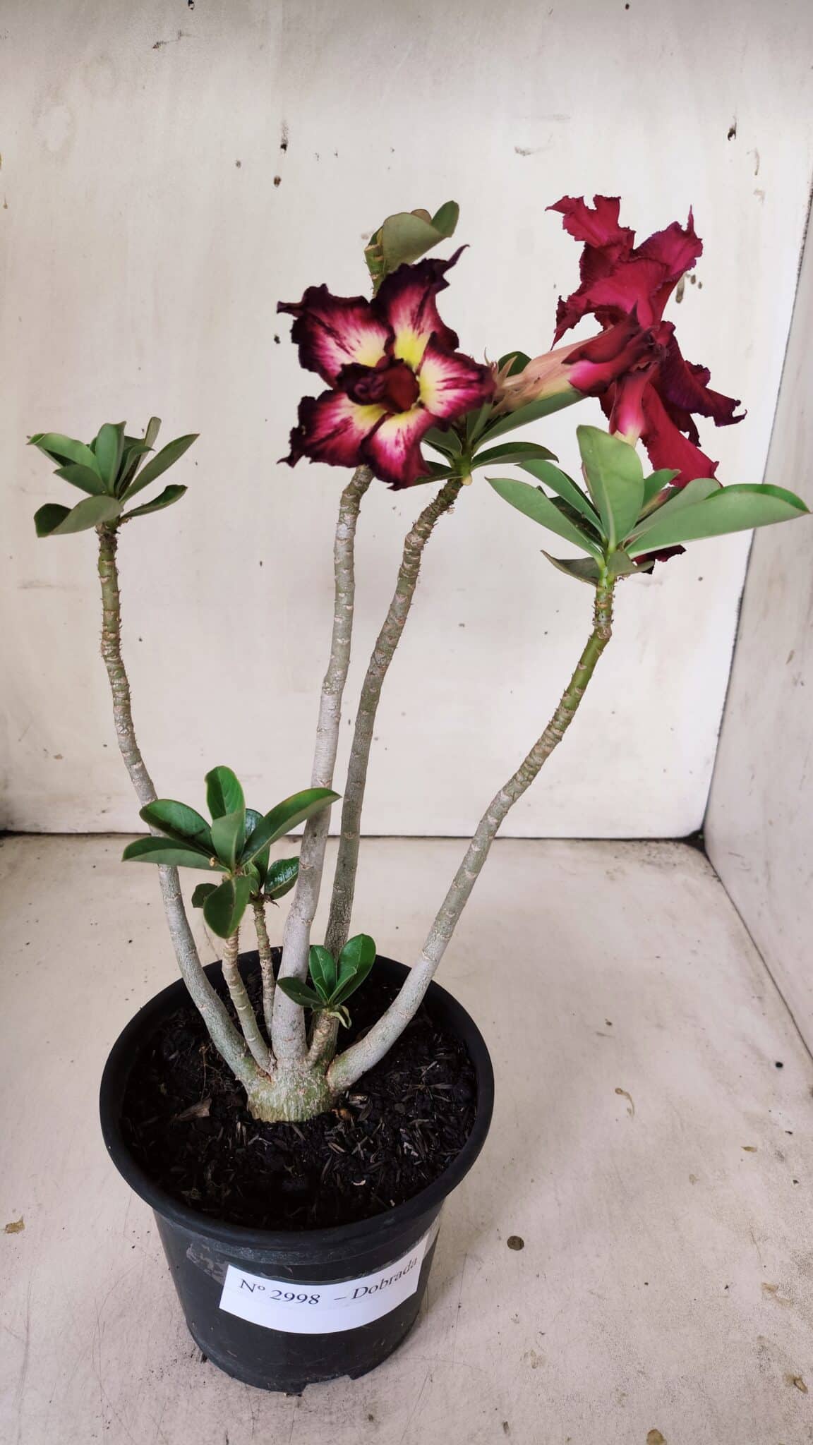 Planta Dobrada 2998 – 30cm – 02 anos