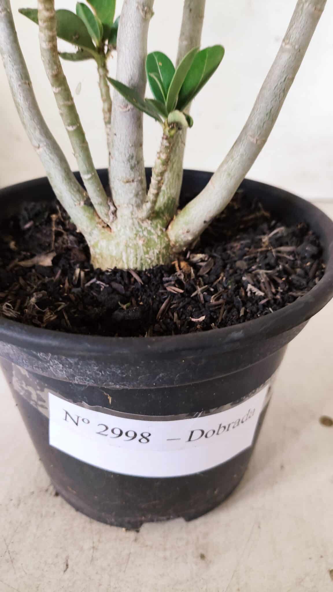 Planta Dobrada 2998 – 30cm – 02 anos