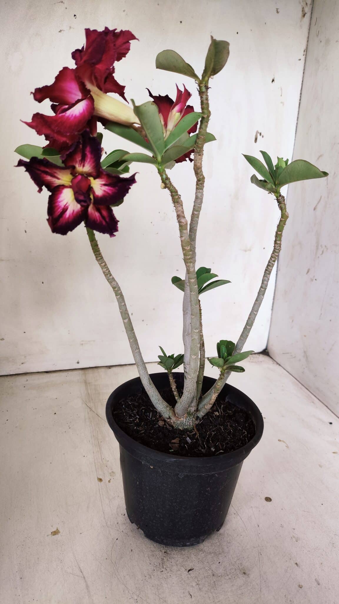 Planta Dobrada 2998 – 30cm – 02 anos