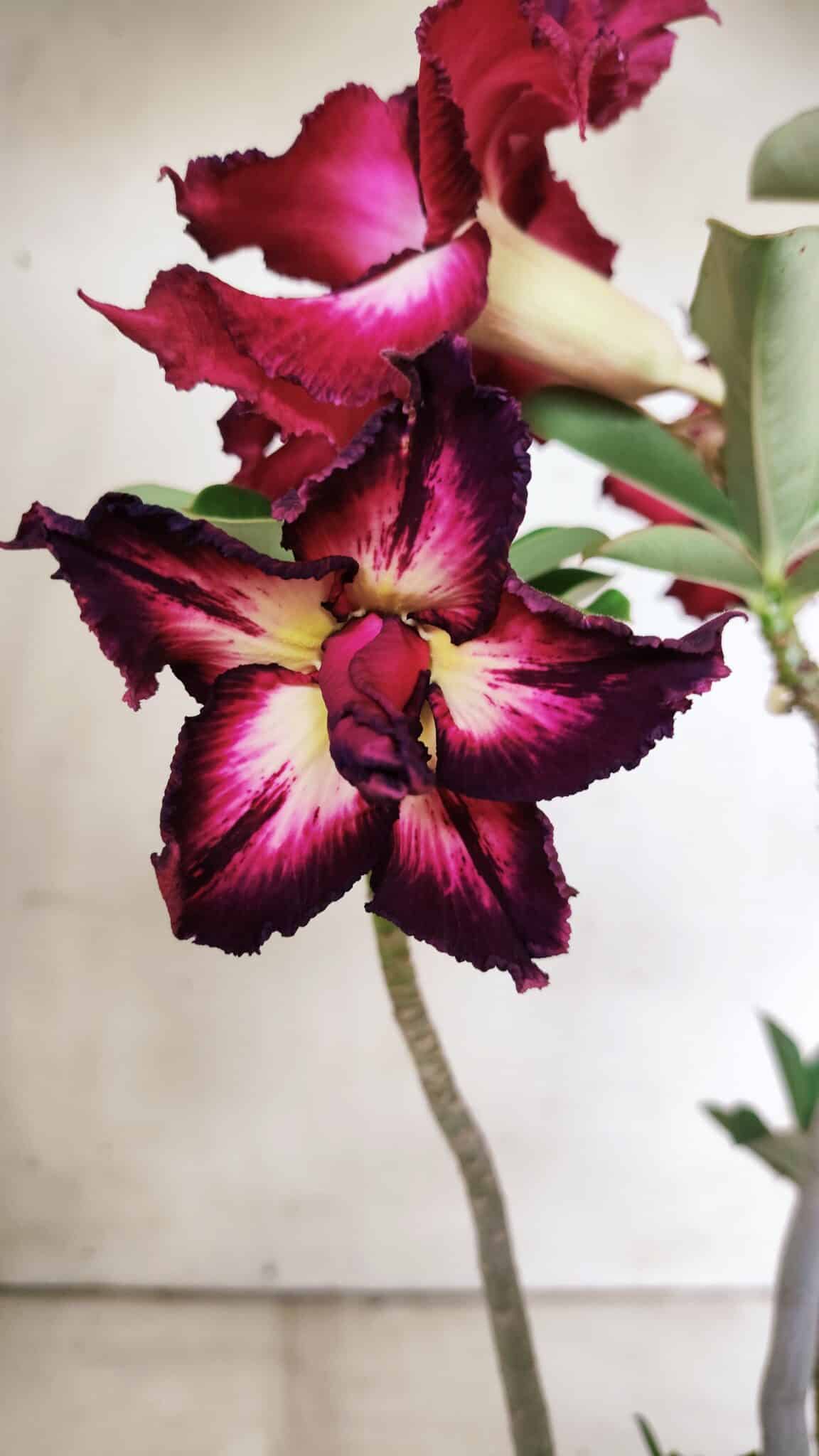 Planta Dobrada 2998 – 30cm – 02 anos
