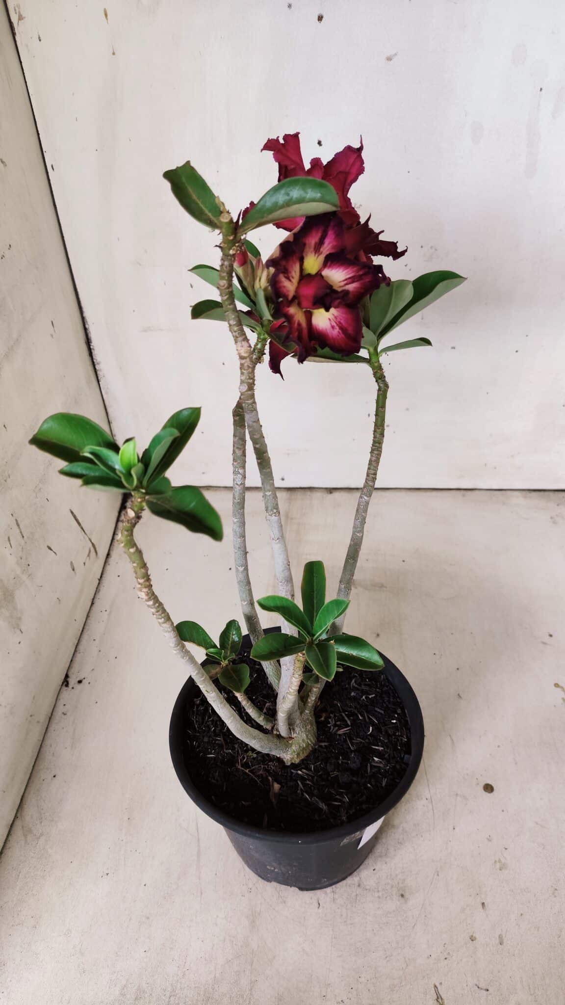 Planta Dobrada 2998 – 30cm – 02 anos